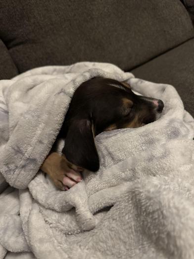 Penne — thumbnail 2