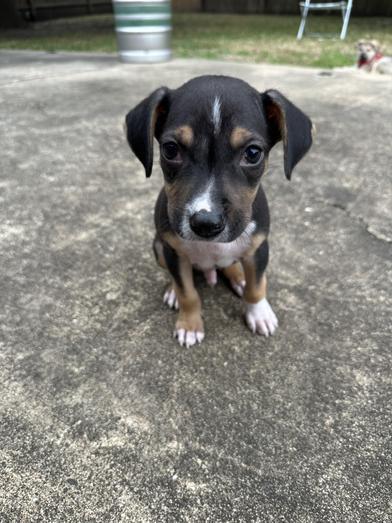 Penne — thumbnail 3