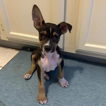 Penne — thumbnail 6