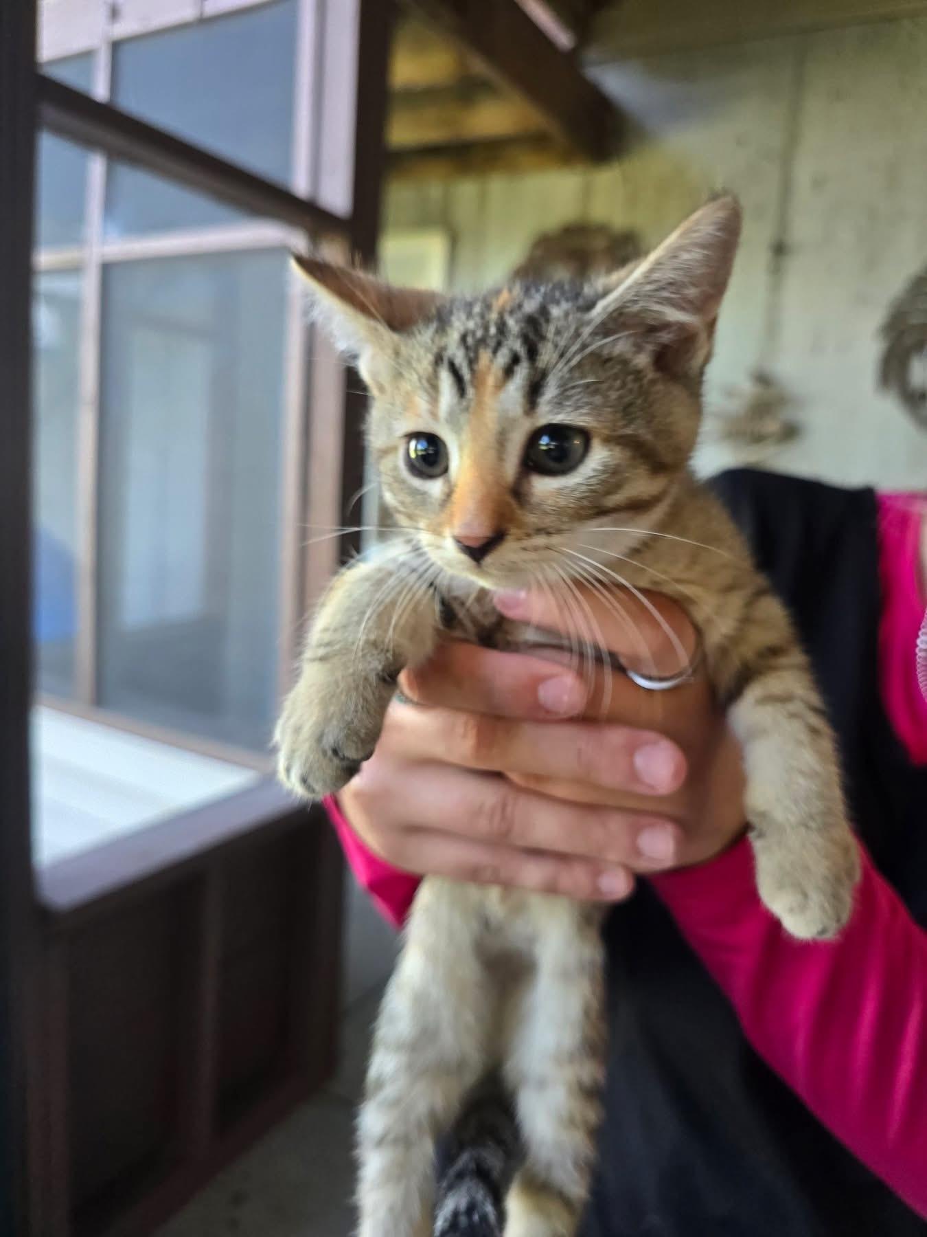 Delta, Adoptable, Kitten Female Domestic Short Hair.