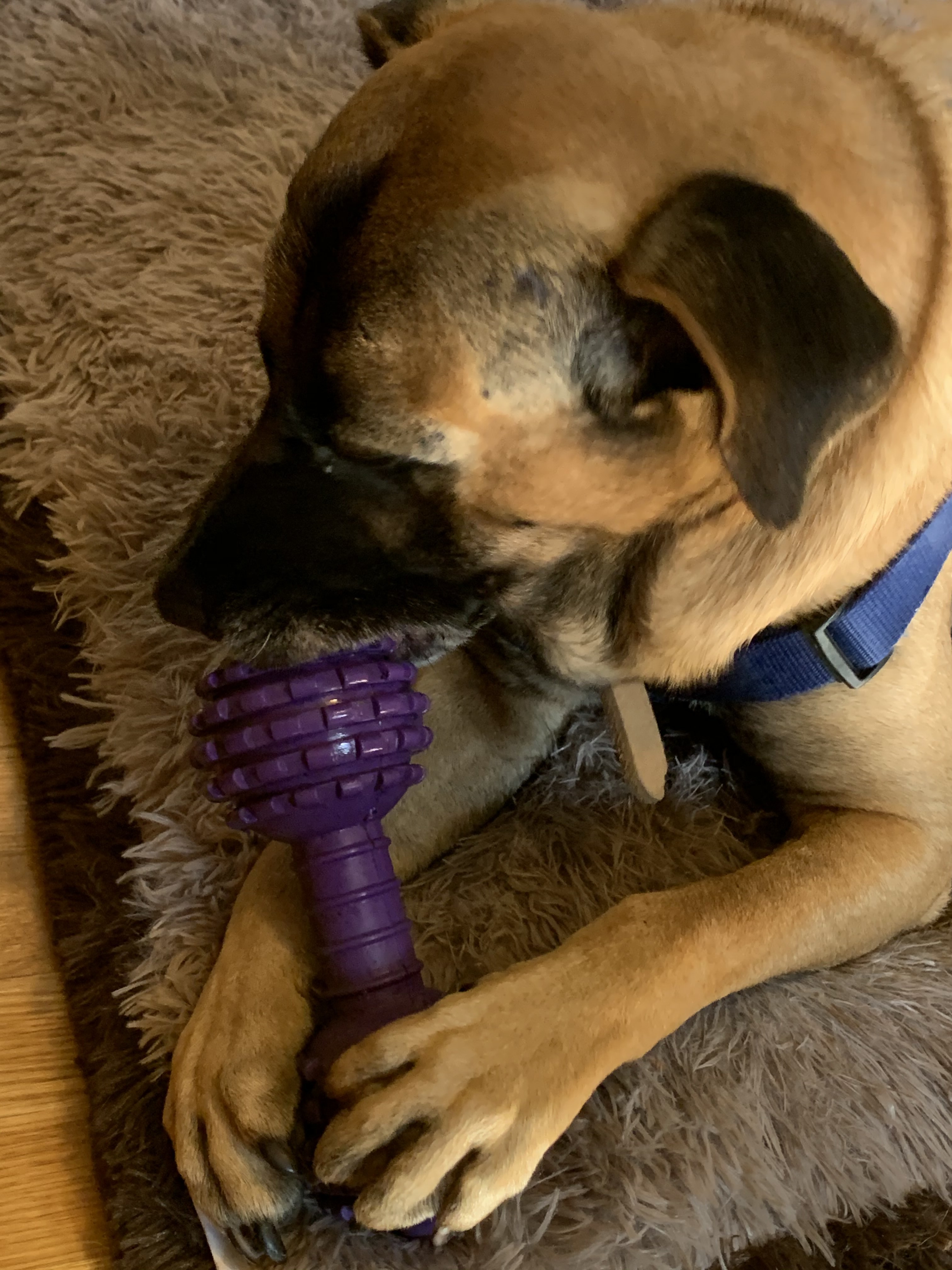 Scooter, Adoptable, Adult Male Shepherd.