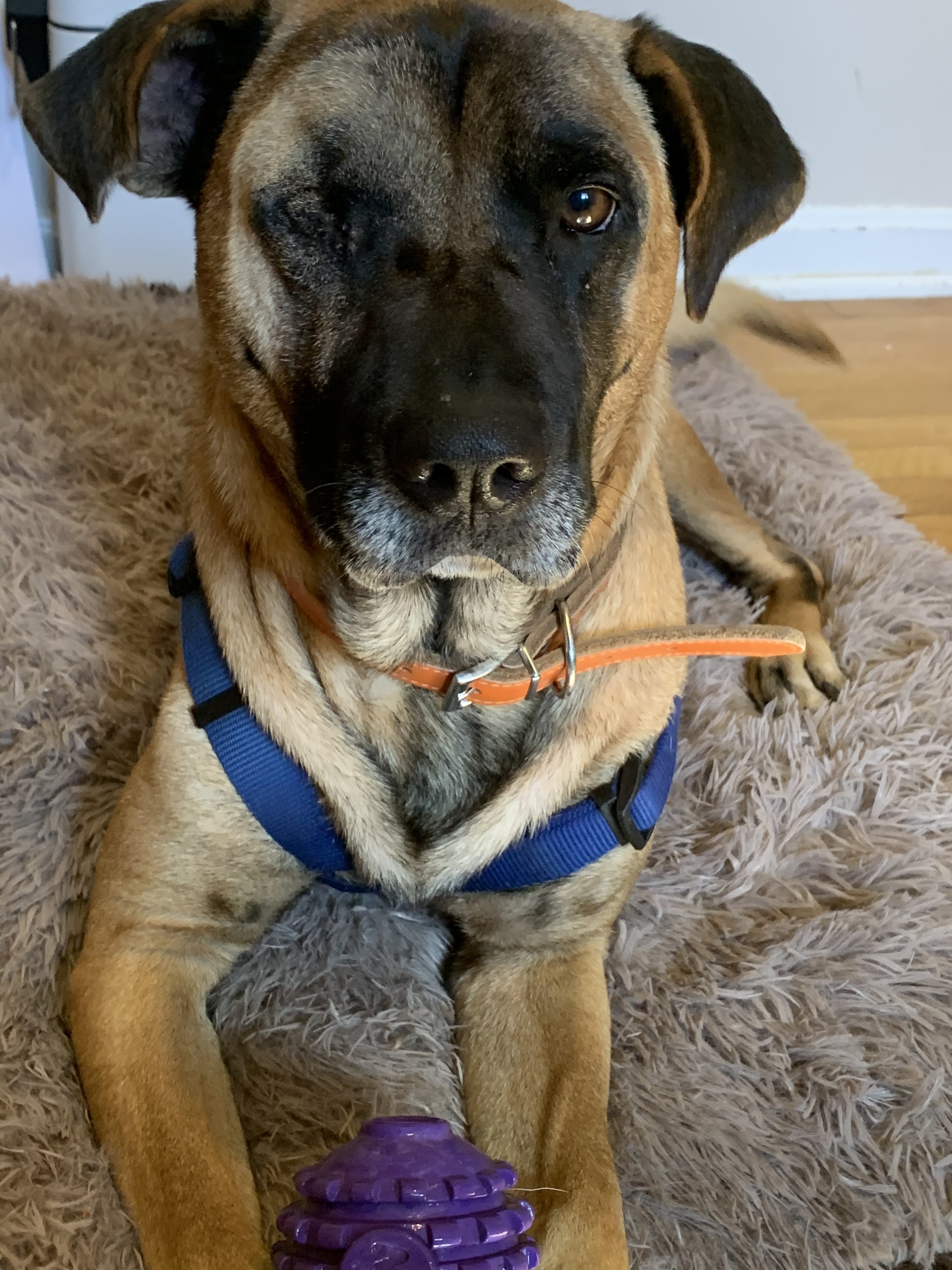 Scooter, a Adoptable mixed breed in Matthews, NC image 2/6