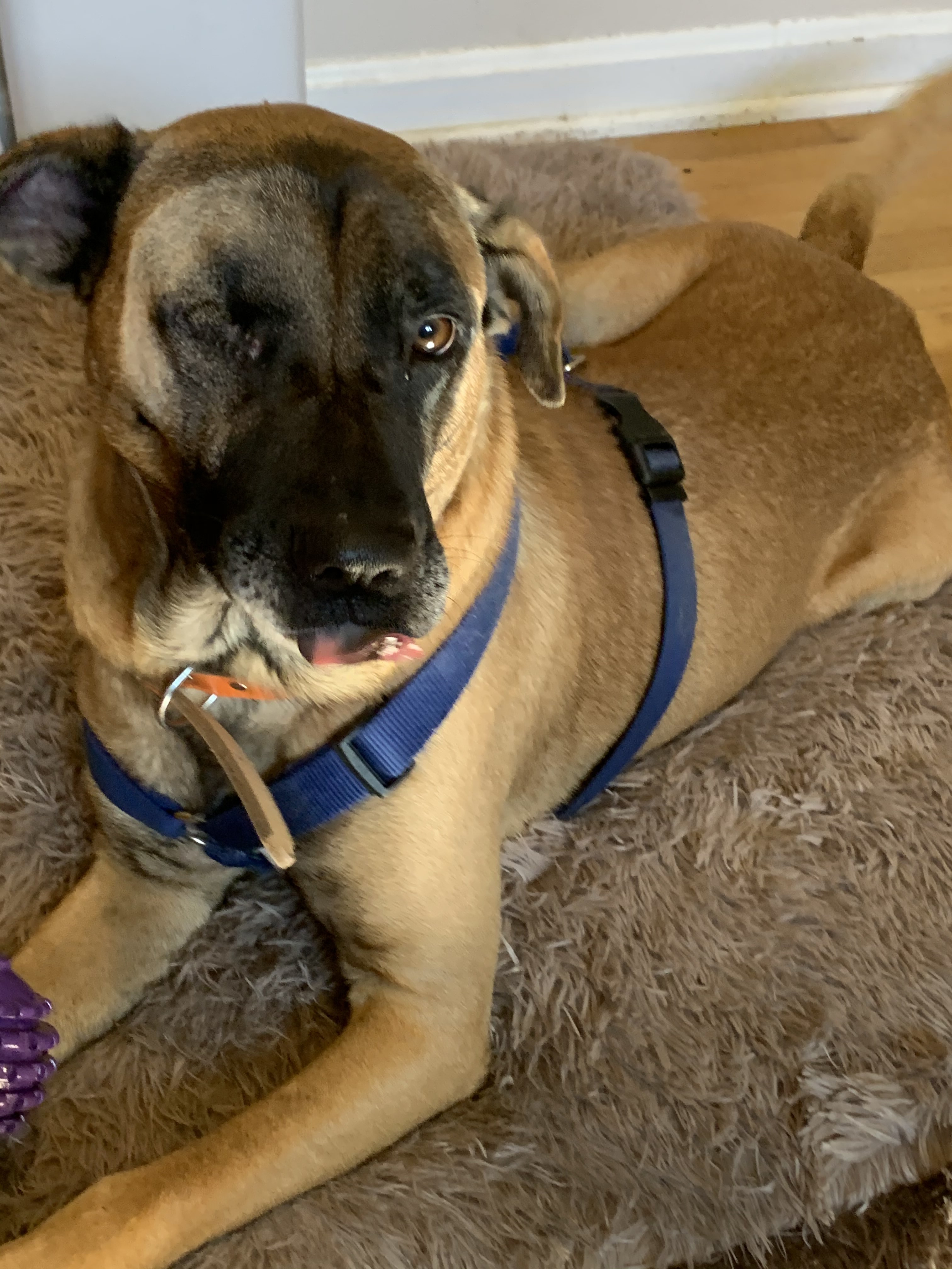 Scooter, a Adoptable mixed breed in Matthews, NC image 3/6