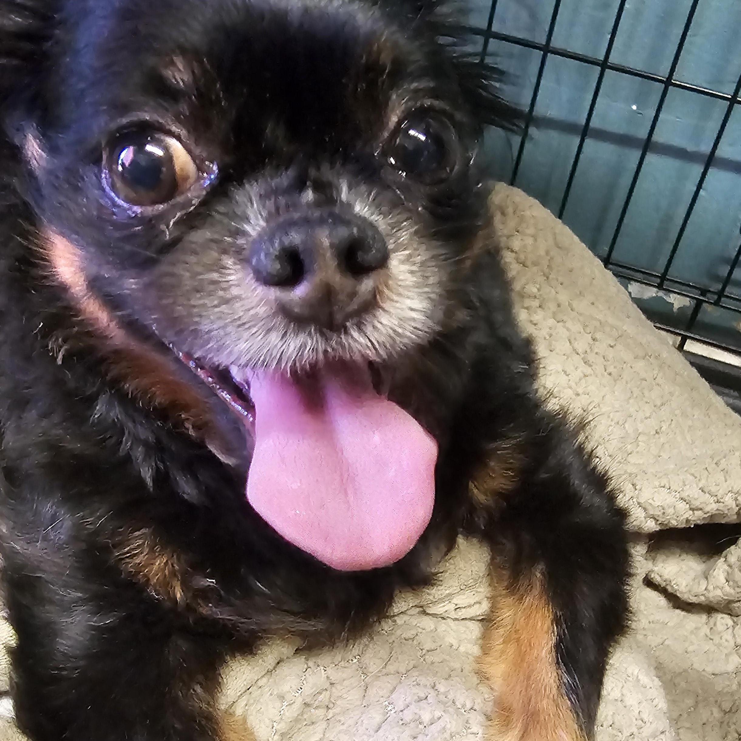 Enlarge Tubbs, a ADOPTABLE Chihuahua in Chesnee, SC image 3/6