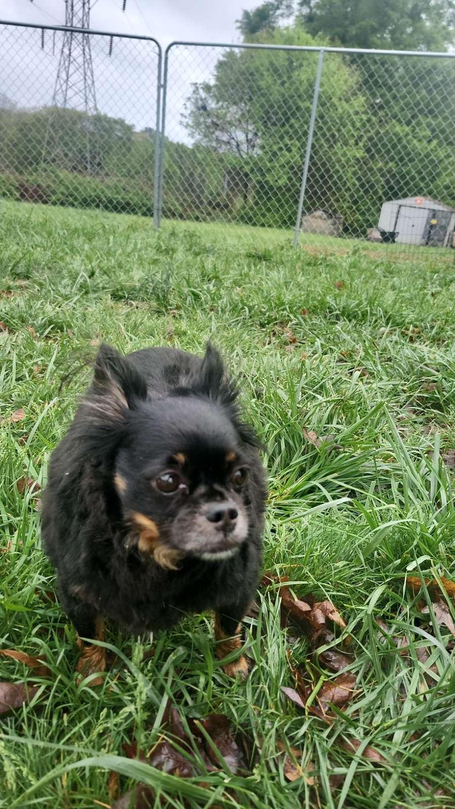 Enlarge Tubbs, a ADOPTABLE Chihuahua in Chesnee, SC image 6/6