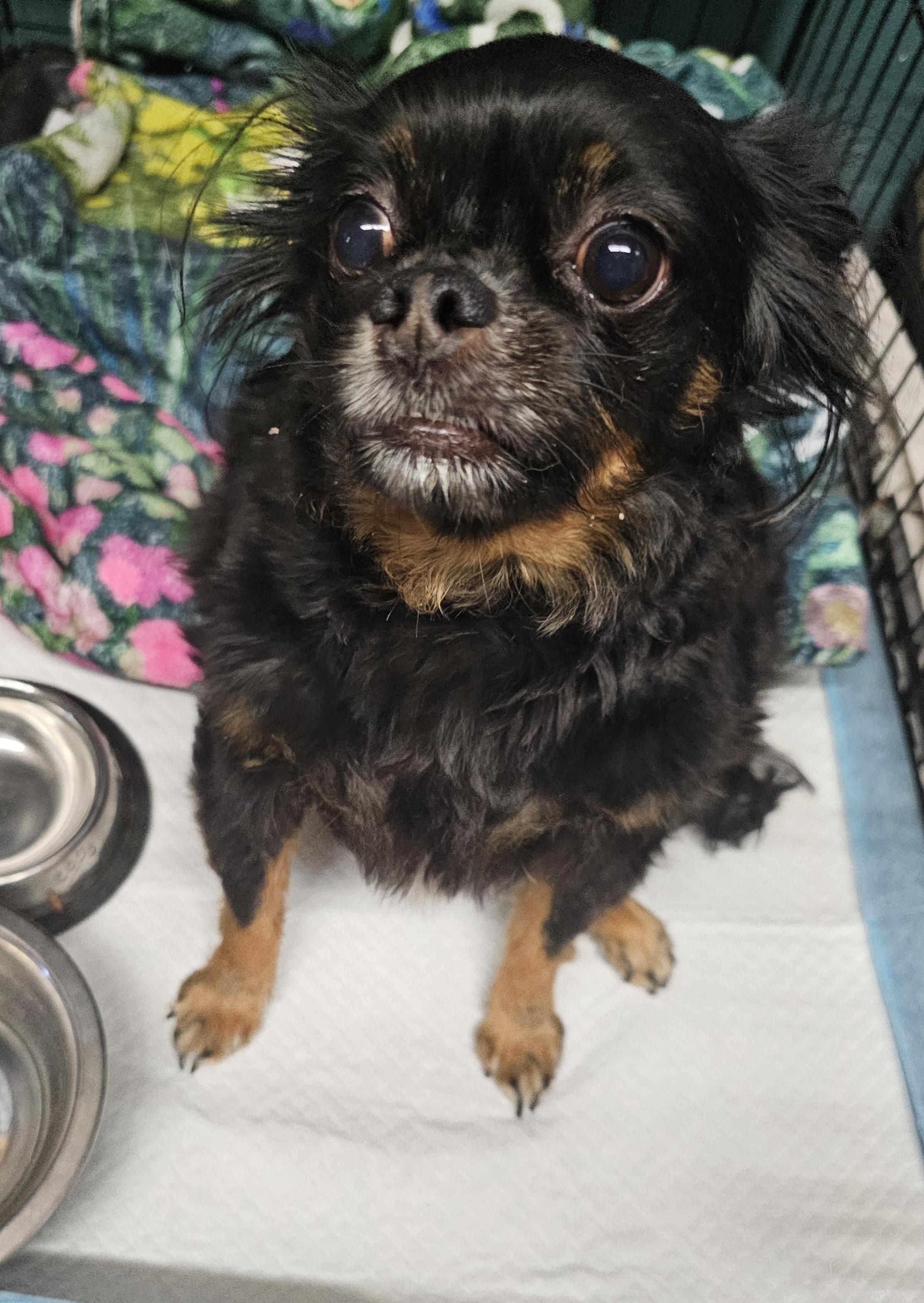 Enlarge Tubbs, a ADOPTABLE Chihuahua in Chesnee, SC image 5/6