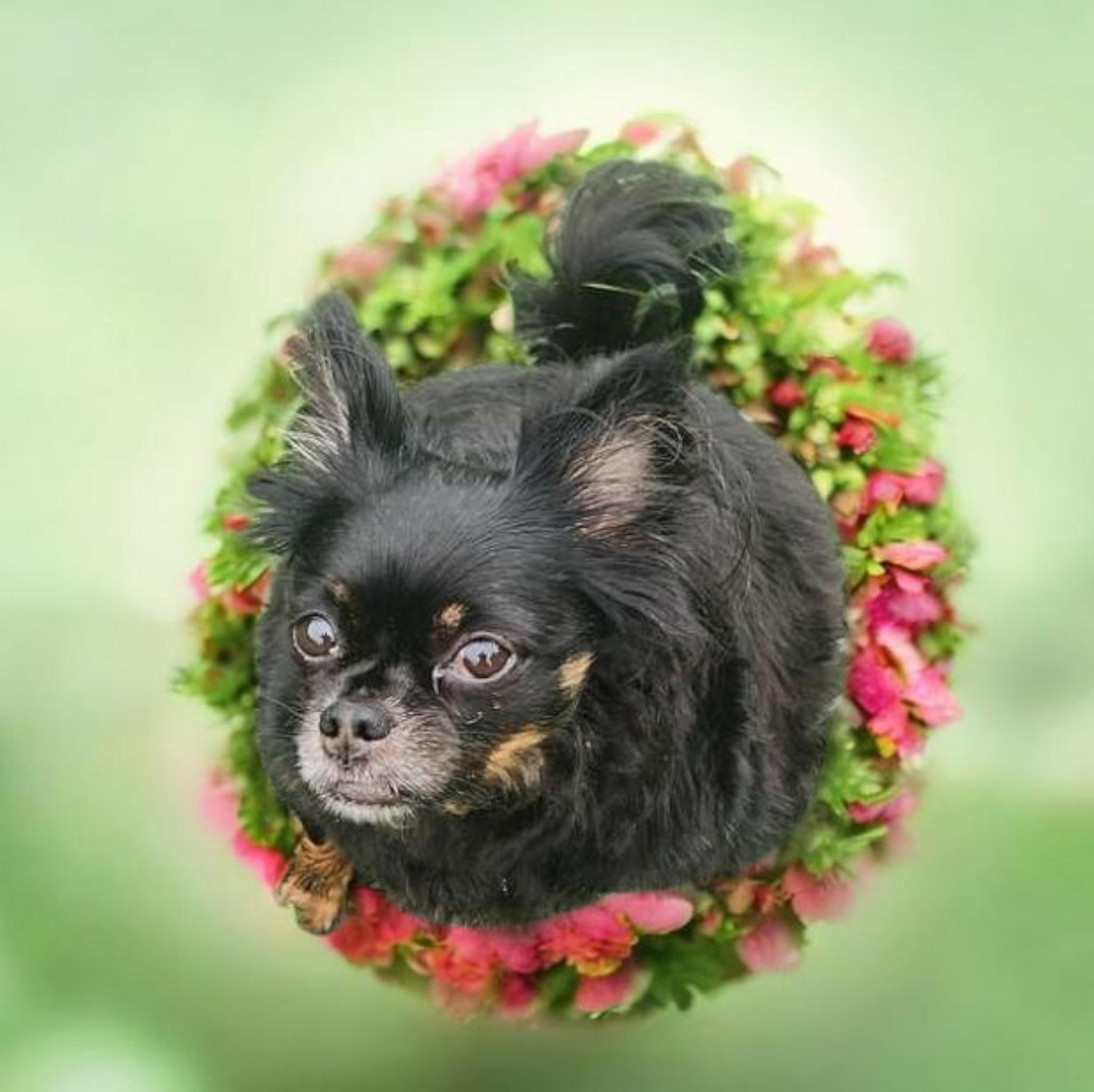 Enlarge Tubbs, a ADOPTABLE Chihuahua in Chesnee, SC image 1/6