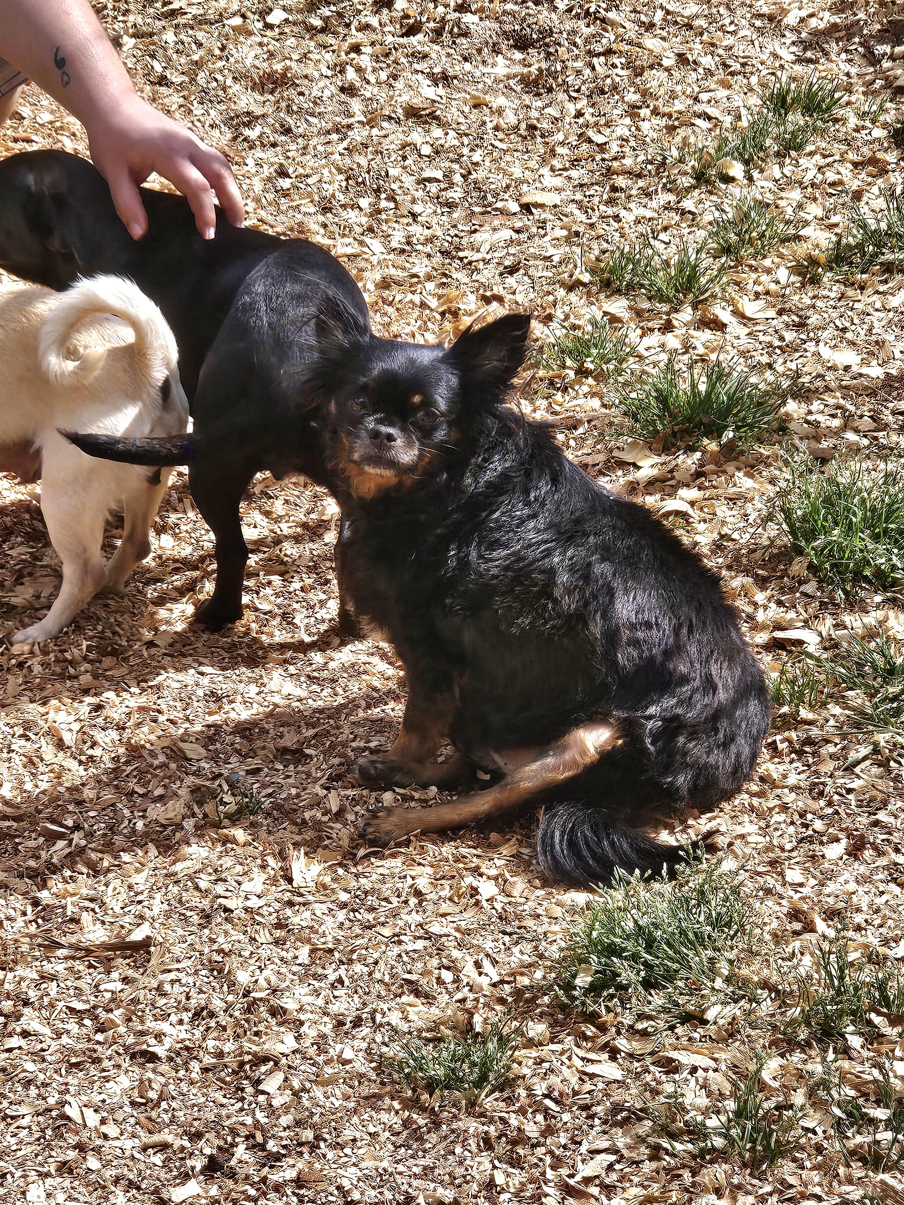 Enlarge Tubbs, a ADOPTABLE Chihuahua in Chesnee, SC image 4/6
