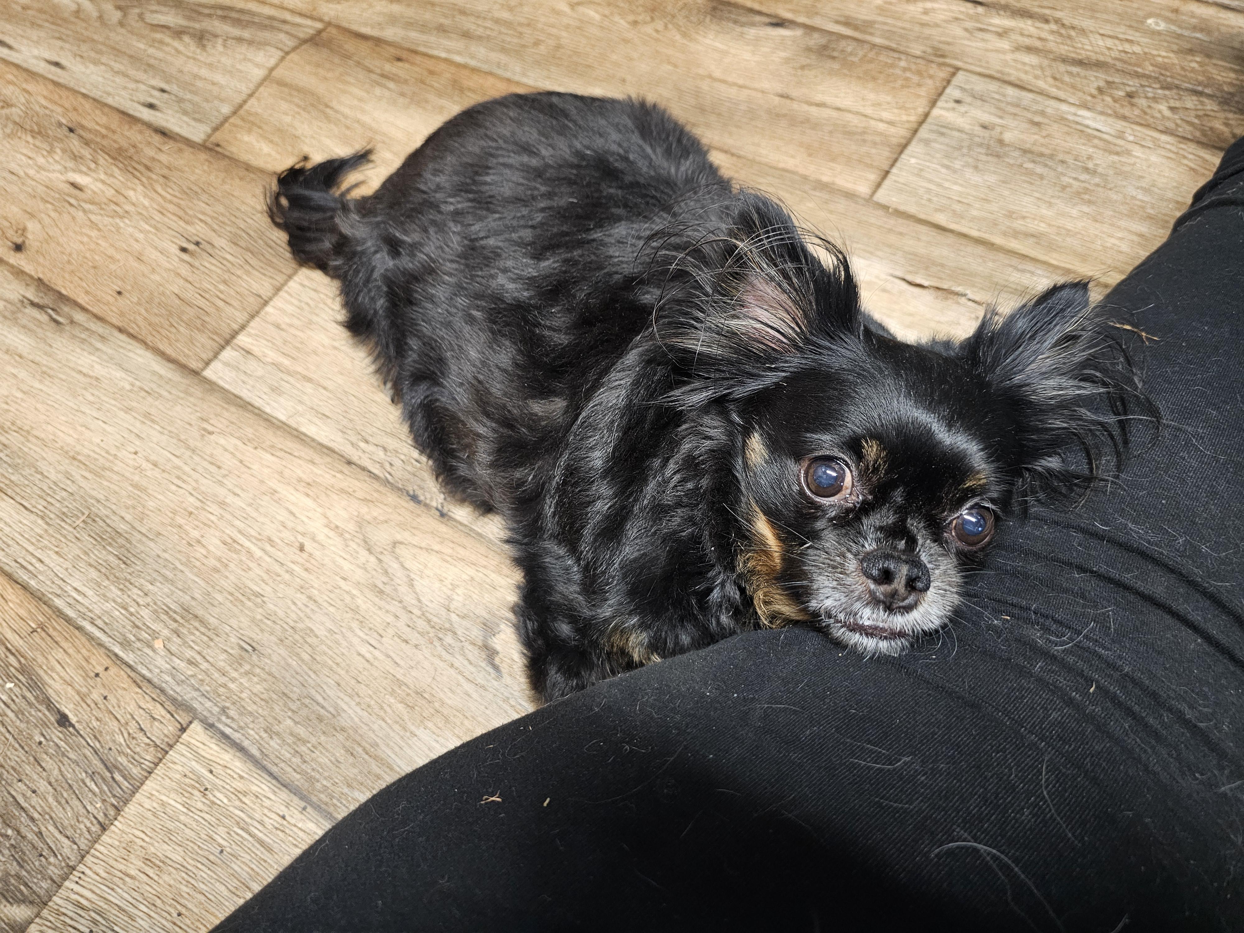 Enlarge Tubbs, a ADOPTABLE Chihuahua in Chesnee, SC image 2/6