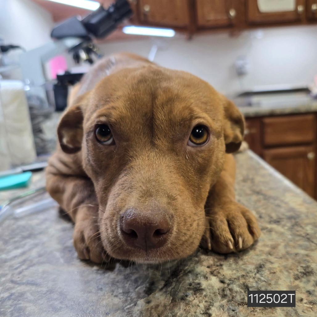 Enlarge Wafer - 112502T, a Adoptable mixed breed in Tupelo, MS image 2/2