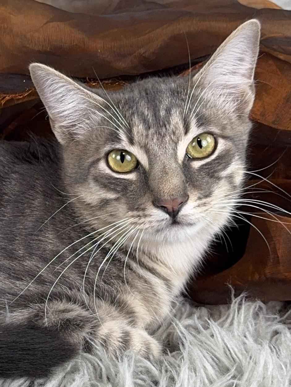 Enlarge Greydon, a ADOPTABLE Tabby in Houston, TX image 3/4