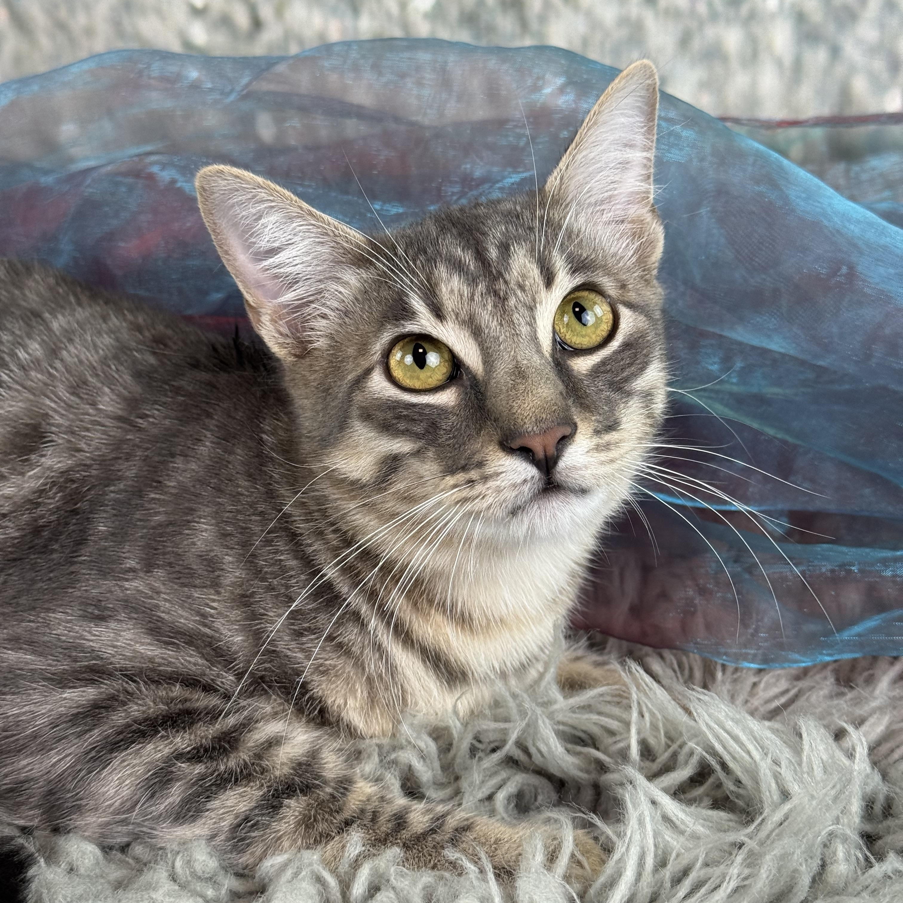 Enlarge Greydon, a ADOPTABLE Tabby in Houston, TX image 1/4