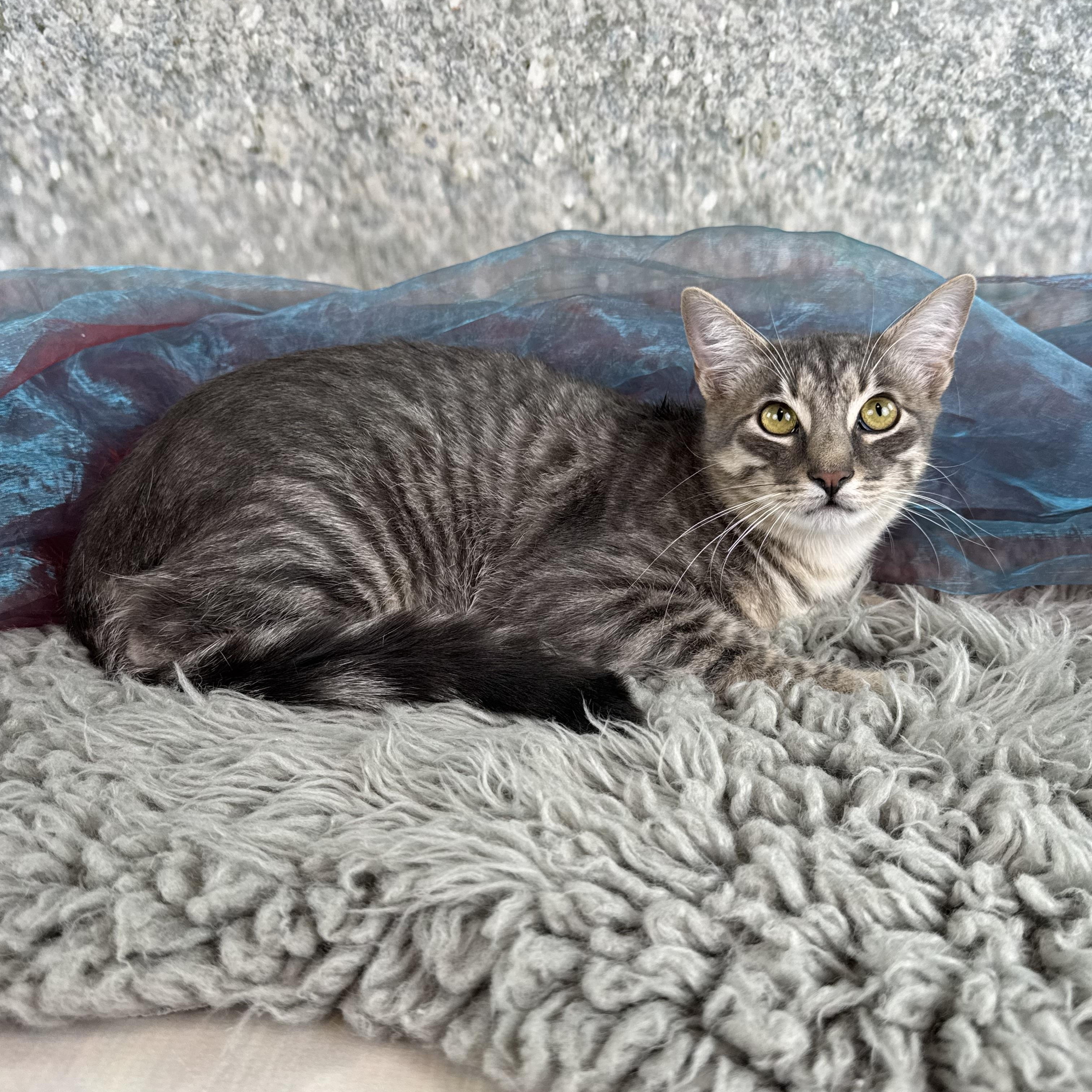 Enlarge Greydon, a ADOPTABLE Tabby in Houston, TX image 4/4