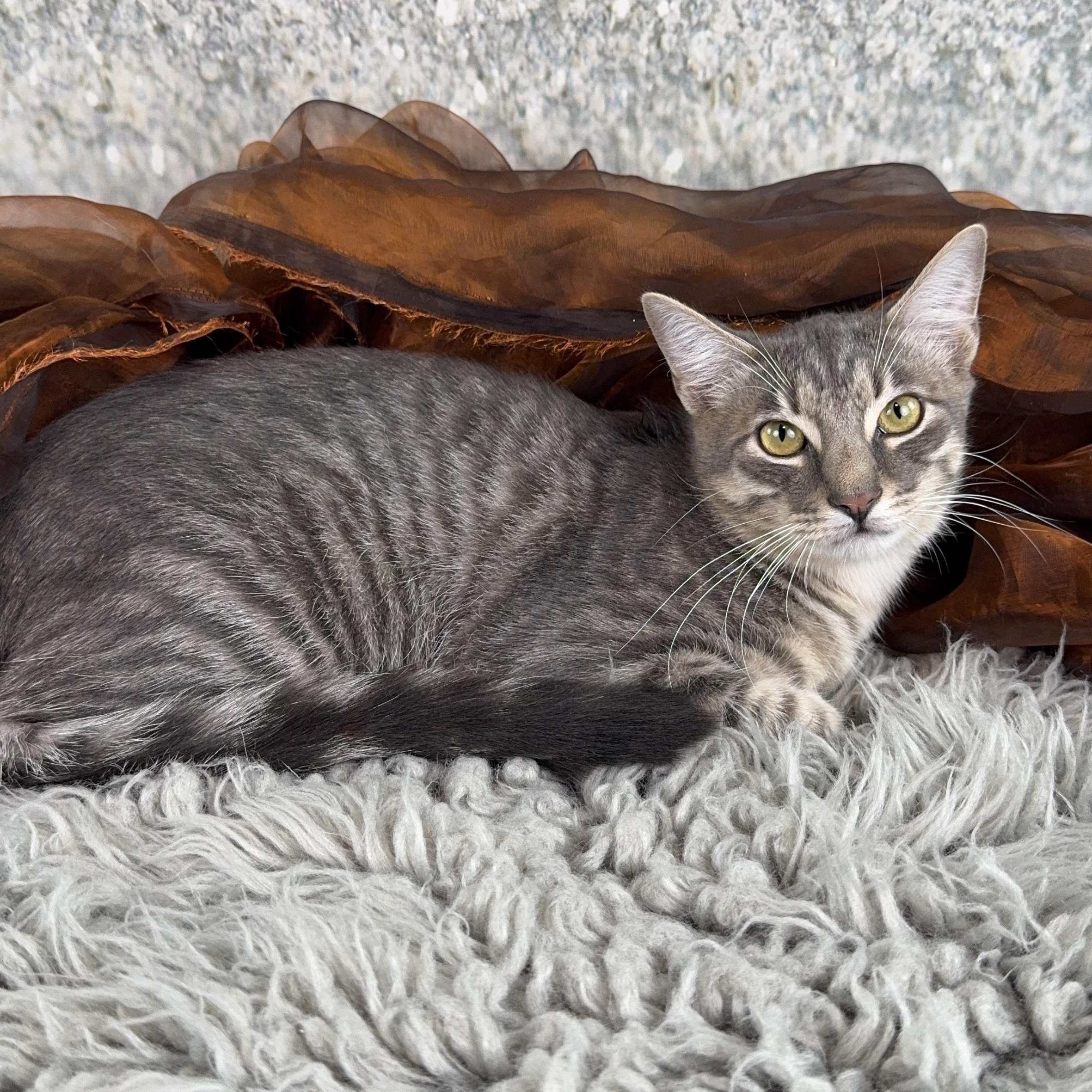 Enlarge Greydon, a ADOPTABLE Tabby in Houston, TX image 2/4