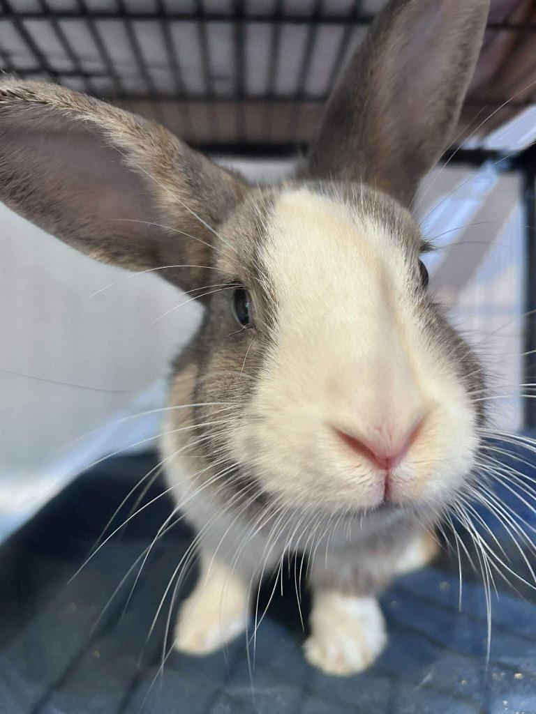 Enlarge Flower, a Adoptable American in Sebastian, FL image 1/3