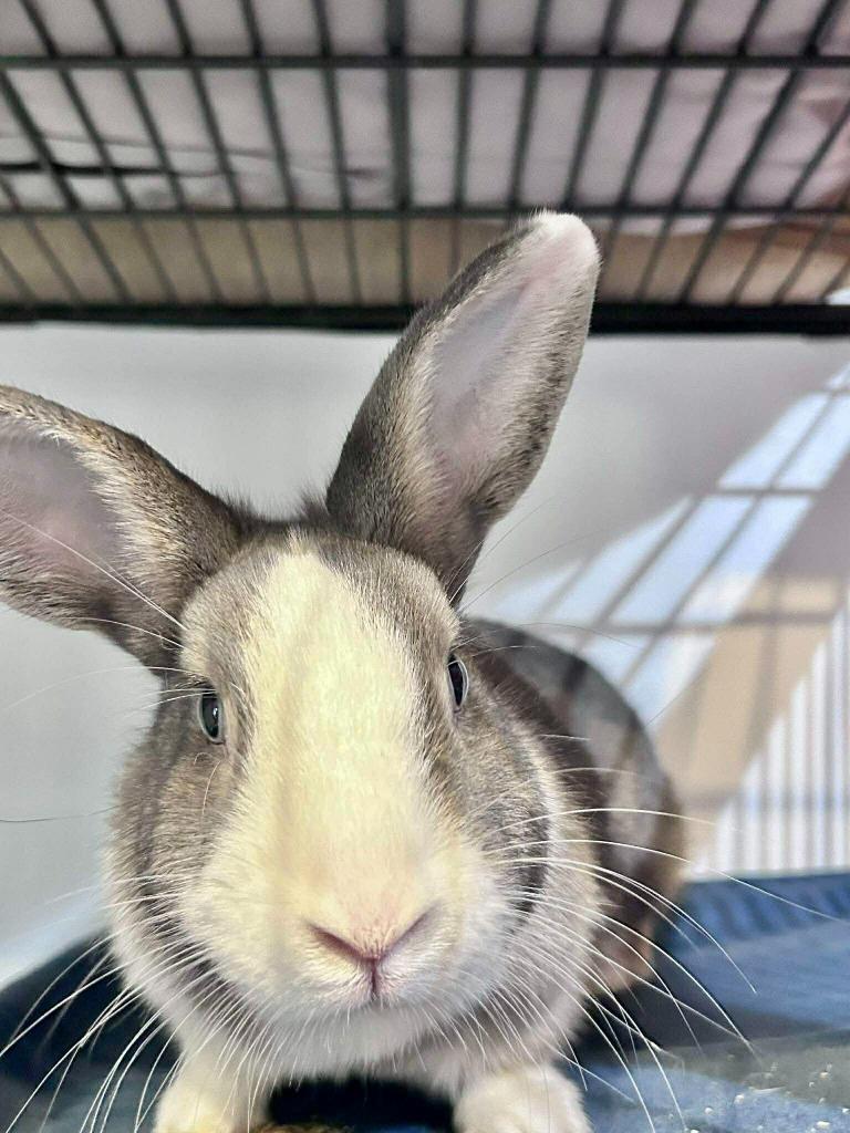 Enlarge Flower, a Adoptable American in Sebastian, FL image 3/3