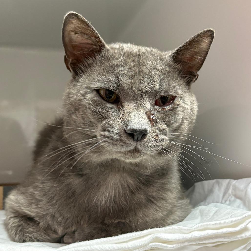 Church, Adoptable, Adult Male Domestic Short Hair.