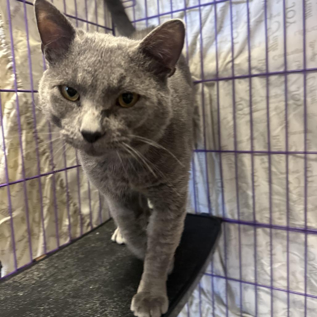 Church, a Adoptable Domestic Short Hair in Branson, MO image 2/6