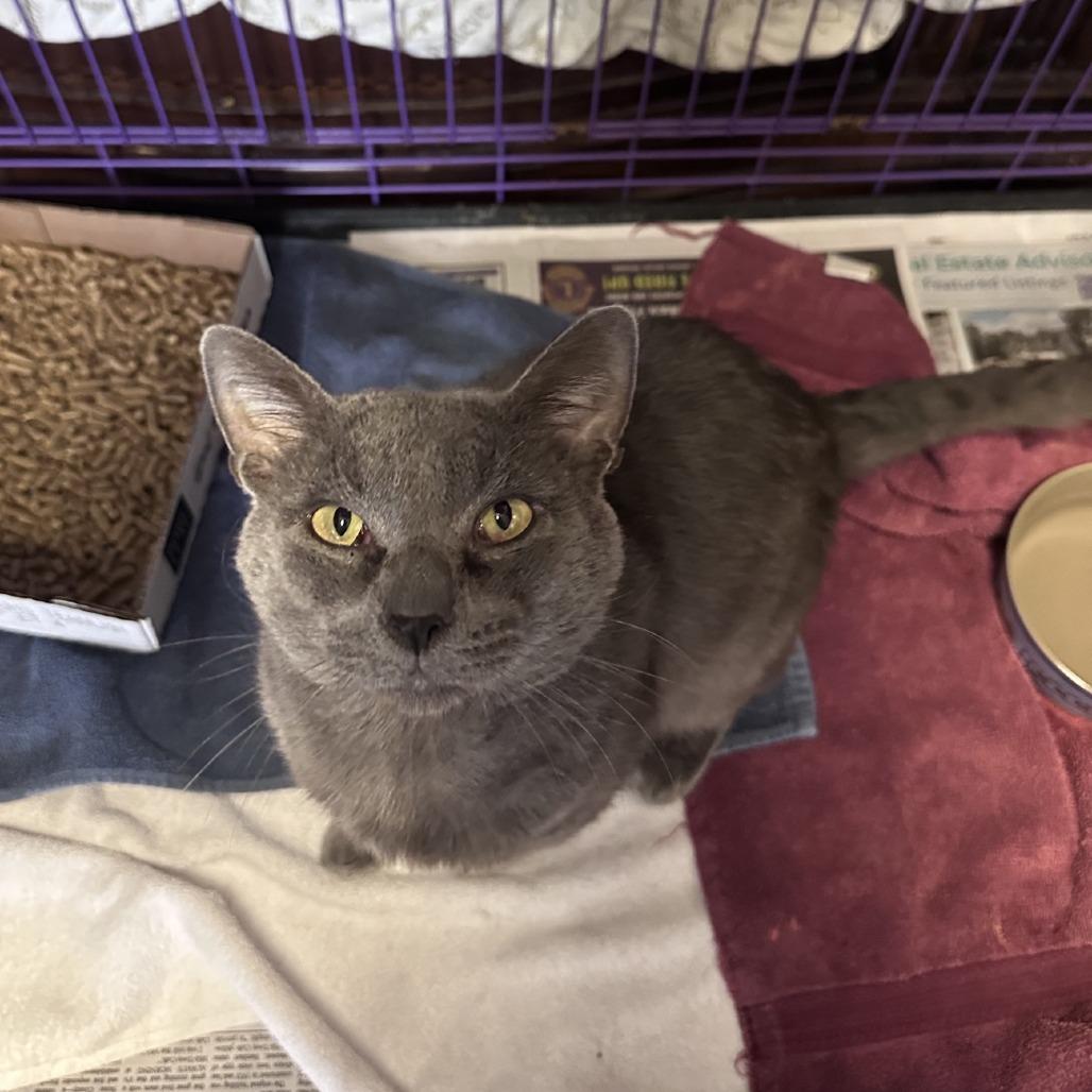 Church, a Adoptable Domestic Short Hair in Branson, MO image 3/6