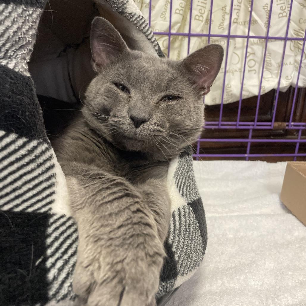 Church, a Adoptable Domestic Short Hair in Branson, MO image 4/6