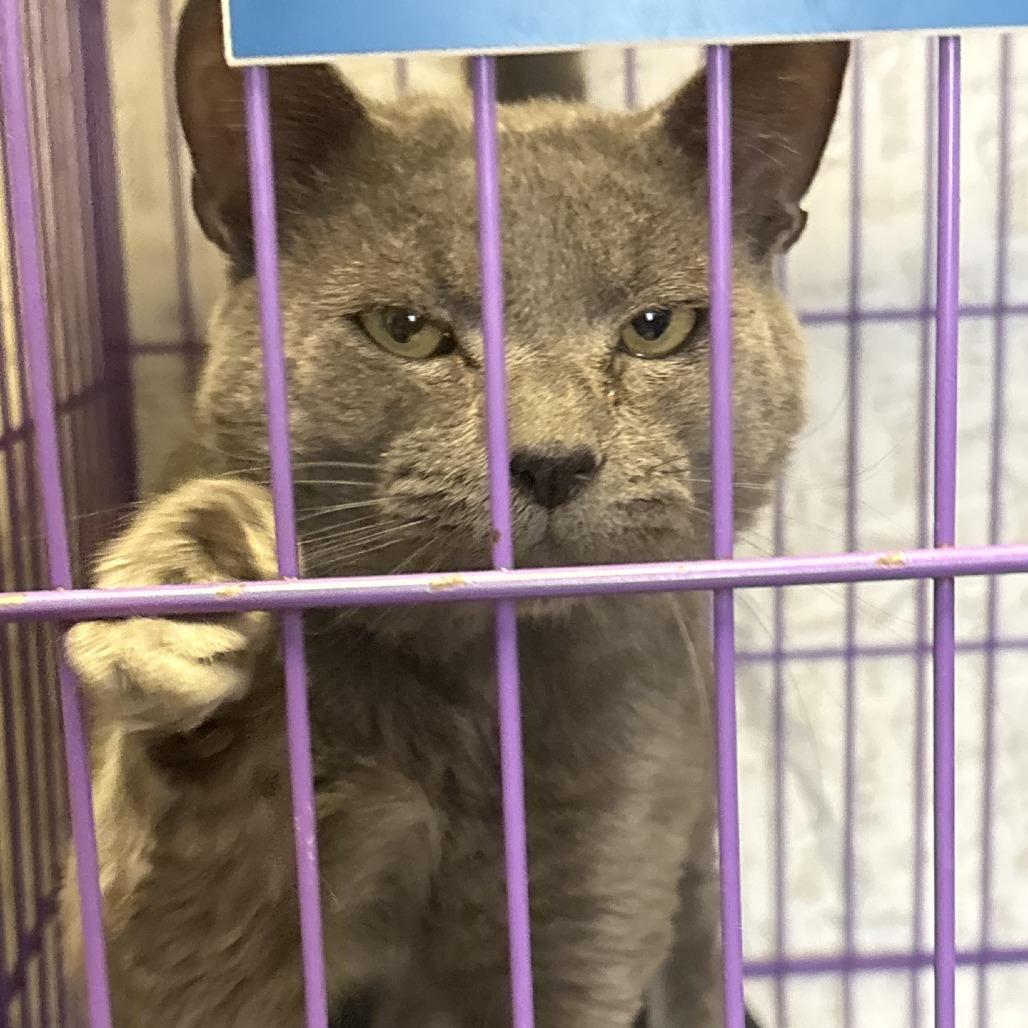 Church, a Adoptable Domestic Short Hair in Branson, MO image 5/6