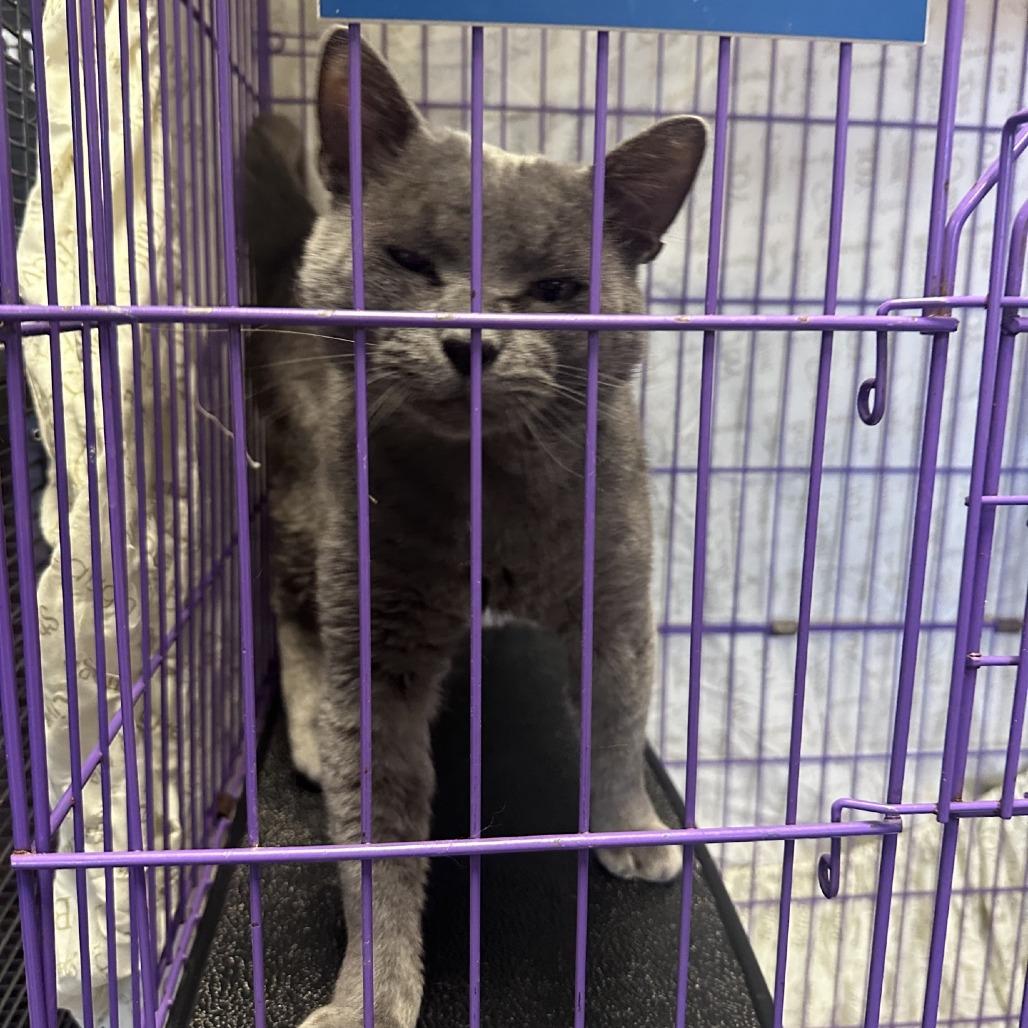 Church, a Adoptable Domestic Short Hair in Branson, MO image 6/6