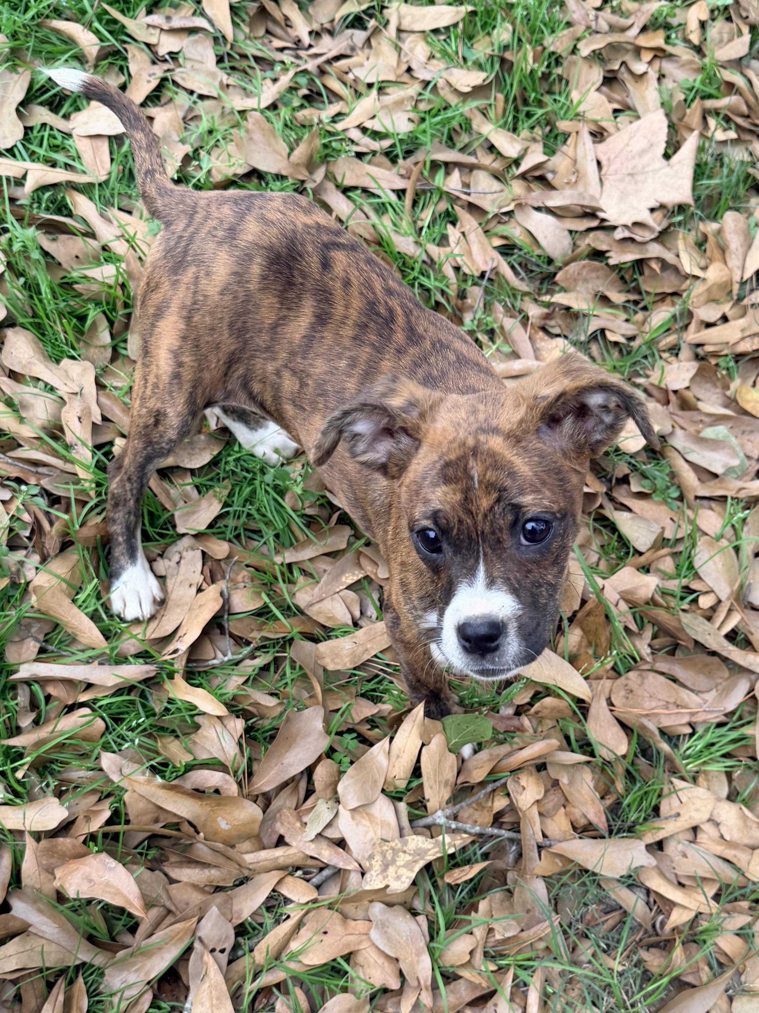 Sienna, a ADOPTABLE mixed breed in Baker, LA image 2/4