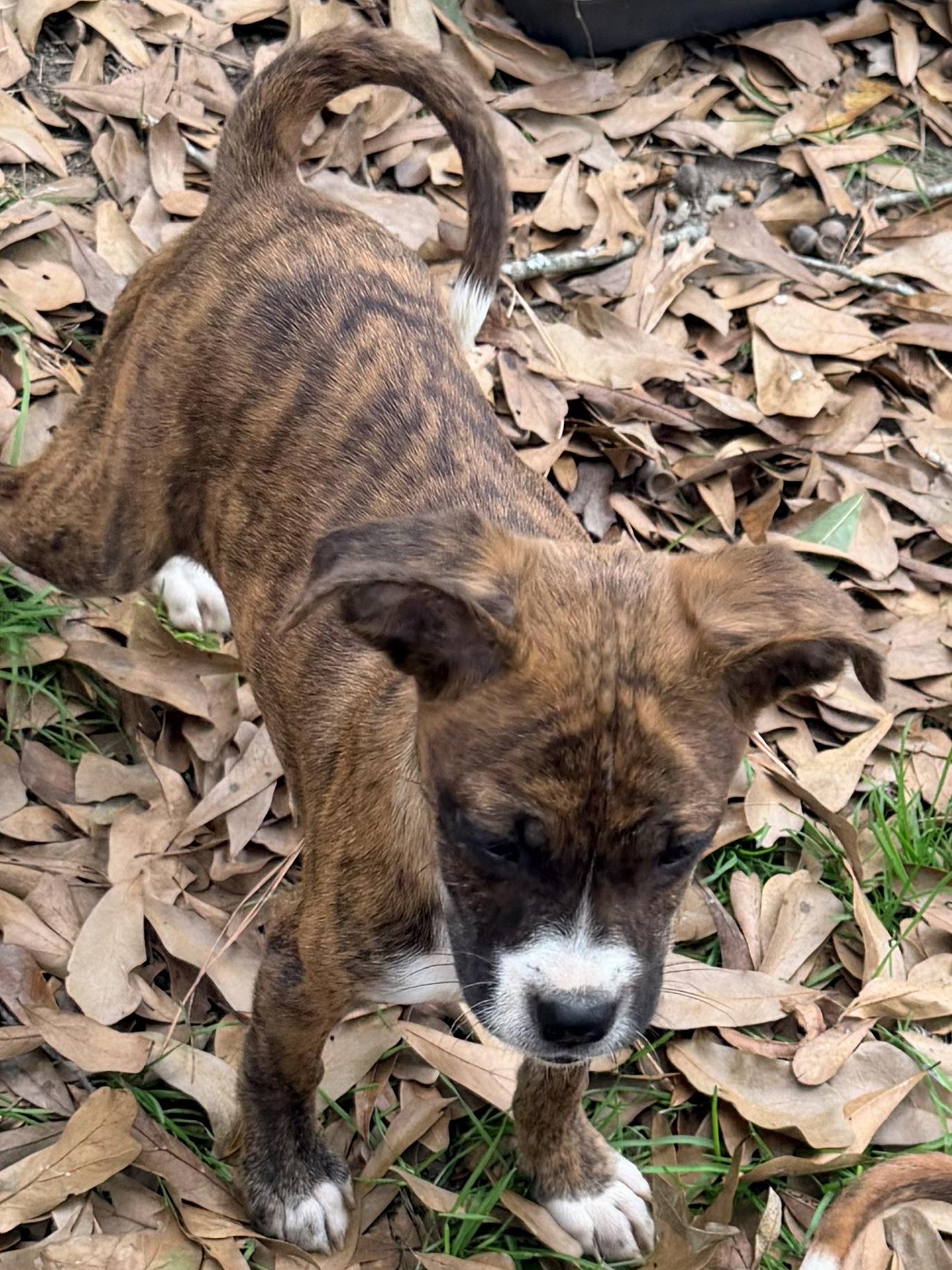 Sienna, ADOPTABLE, Puppy Female Boxer & Chihuahua.