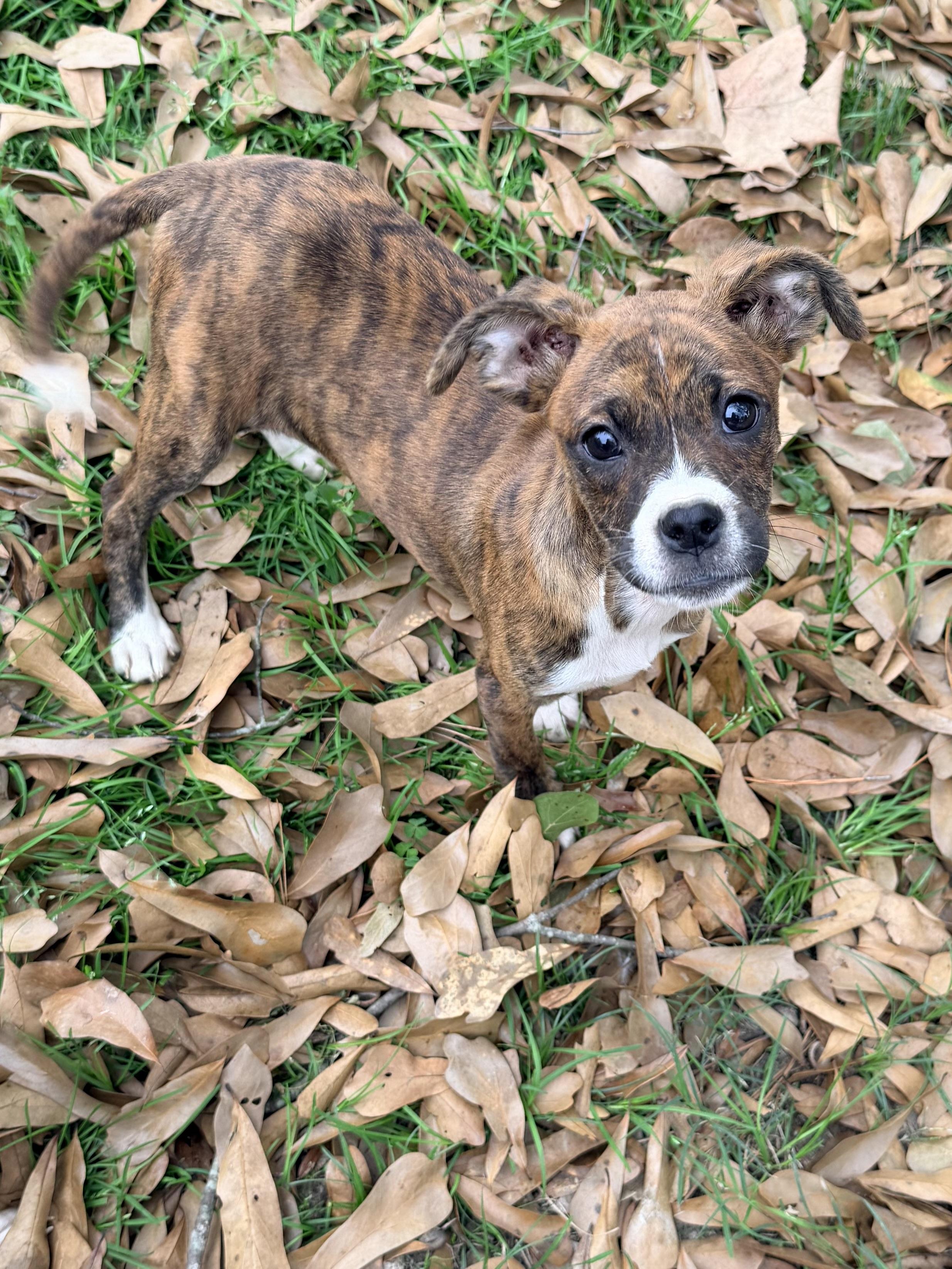 Sienna, a ADOPTABLE mixed breed in Baker, LA image 3/4