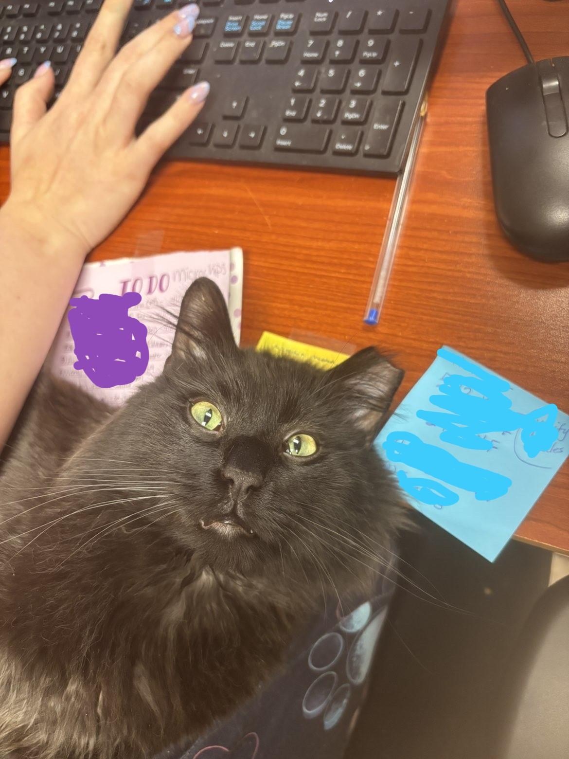 Jacob, ADOPTABLE, Adult Male Domestic Long Hair.