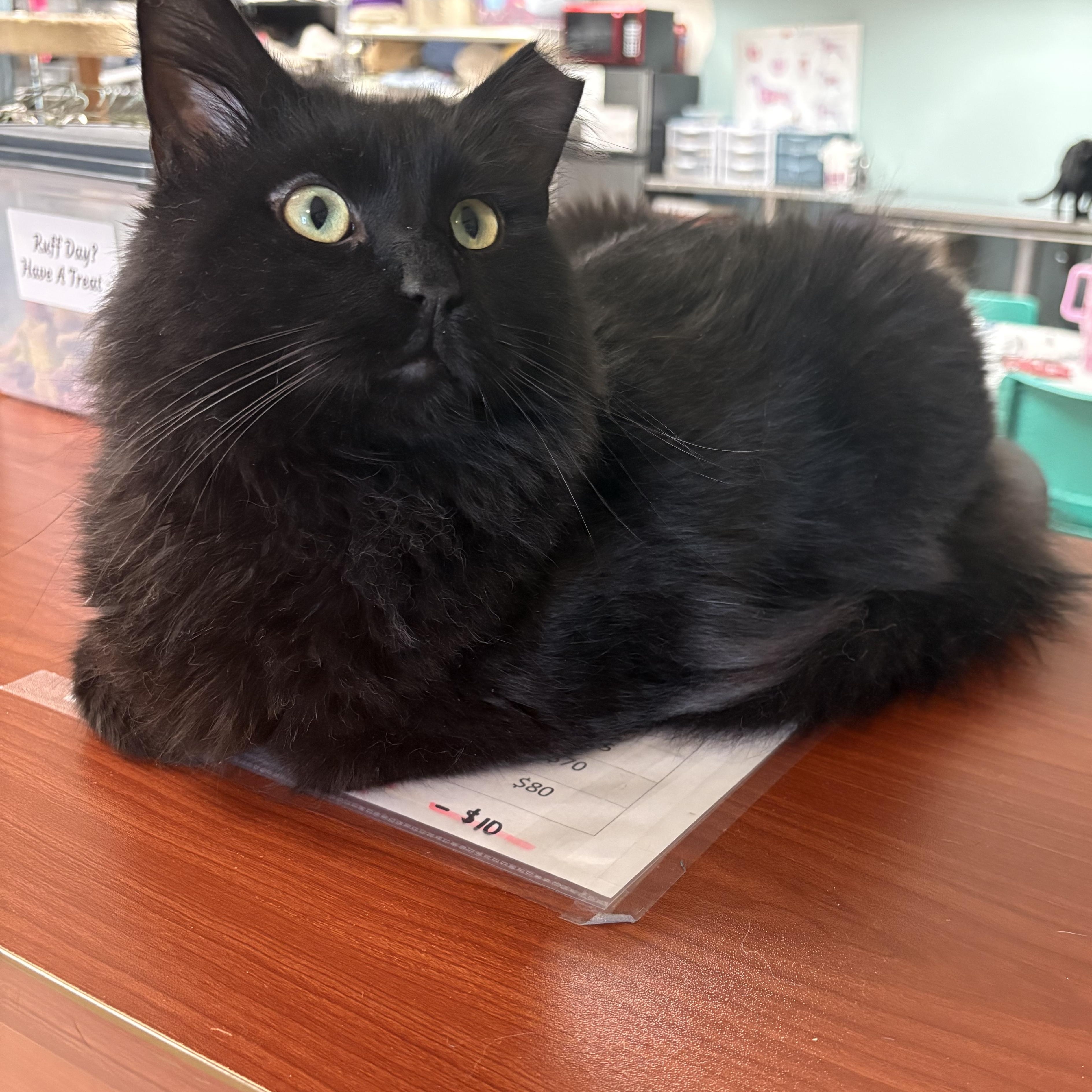 Jacob, a ADOPTABLE Domestic Long Hair in Boone, IA image 3/4