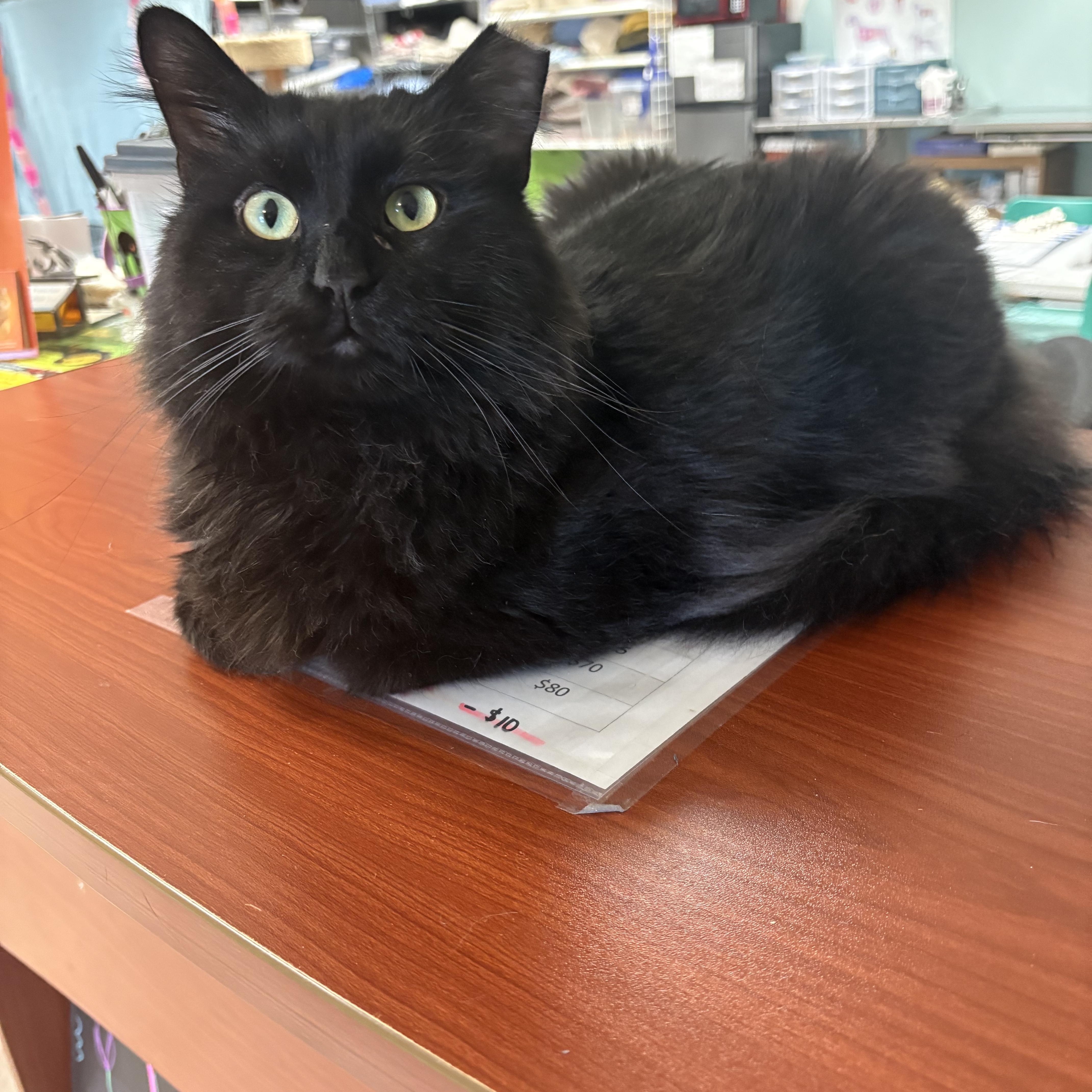 Jacob, a ADOPTABLE Domestic Long Hair in Boone, IA image 2/4