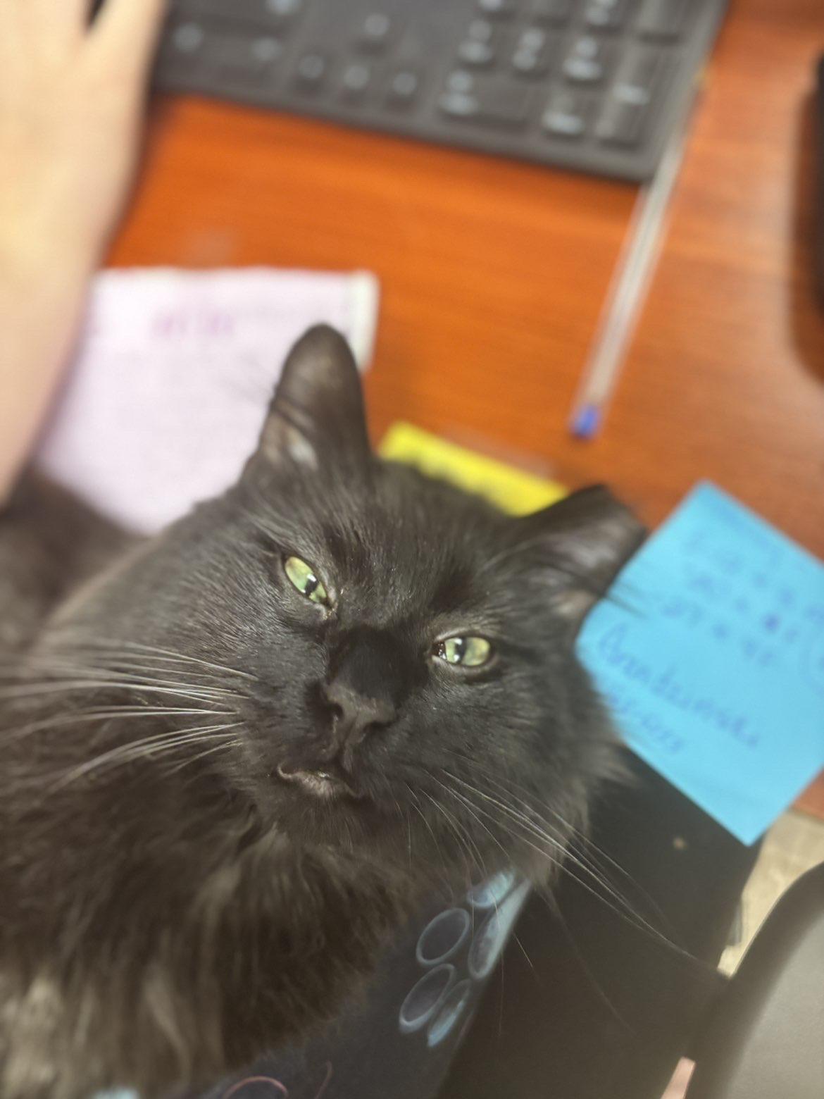 Jacob, a ADOPTABLE Domestic Long Hair in Boone, IA image 4/4