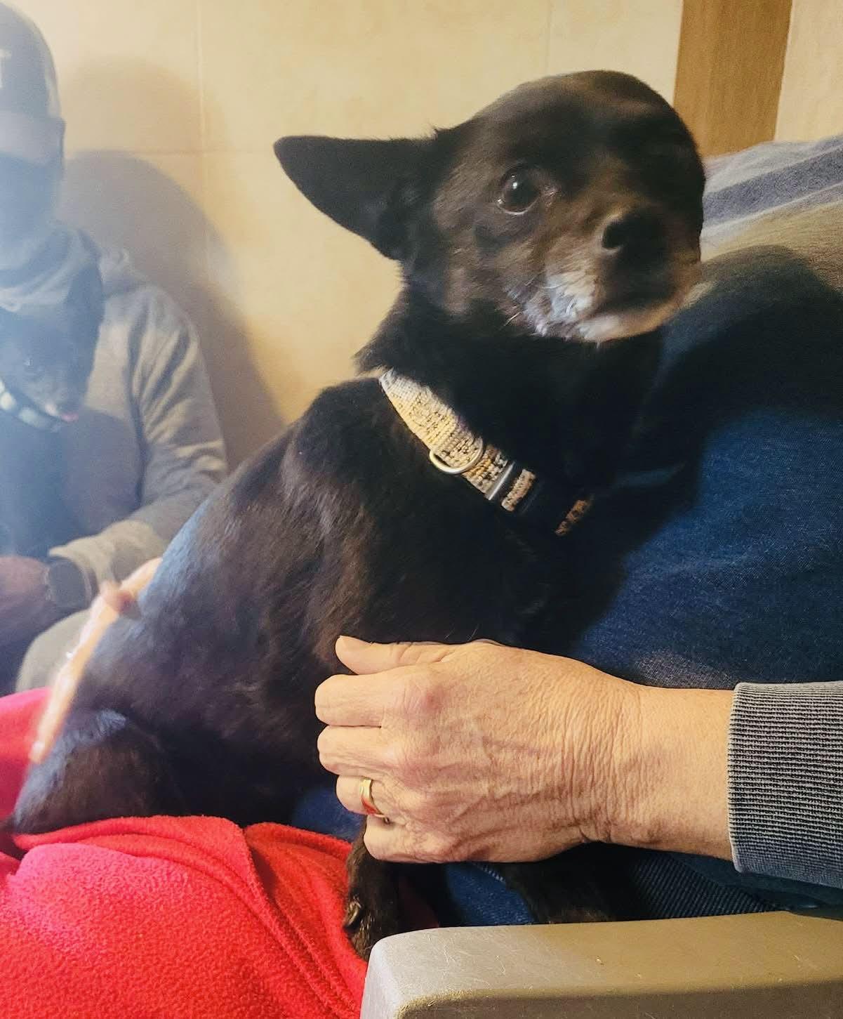 Harlequinn, ADOPTABLE, Adult Female Chihuahua.