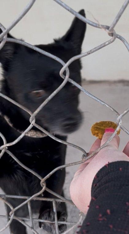 Enlarge Harlequinn, a ADOPTABLE Chihuahua in Deming, NM image 2/3