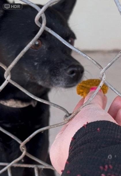 Enlarge Harlequinn, a ADOPTABLE Chihuahua in Deming, NM image 1/3
