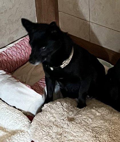 Enlarge Harlequinn, a ADOPTABLE Chihuahua in Deming, NM image 3/3