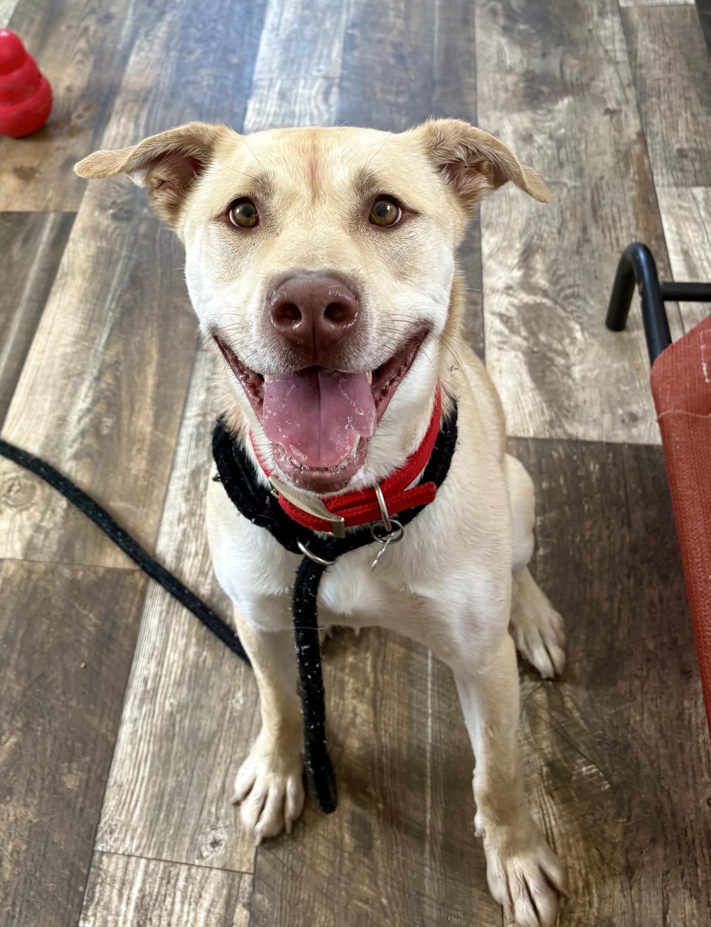 Blibkin, a Adoptable mixed breed in Oxford, MI image 4/6
