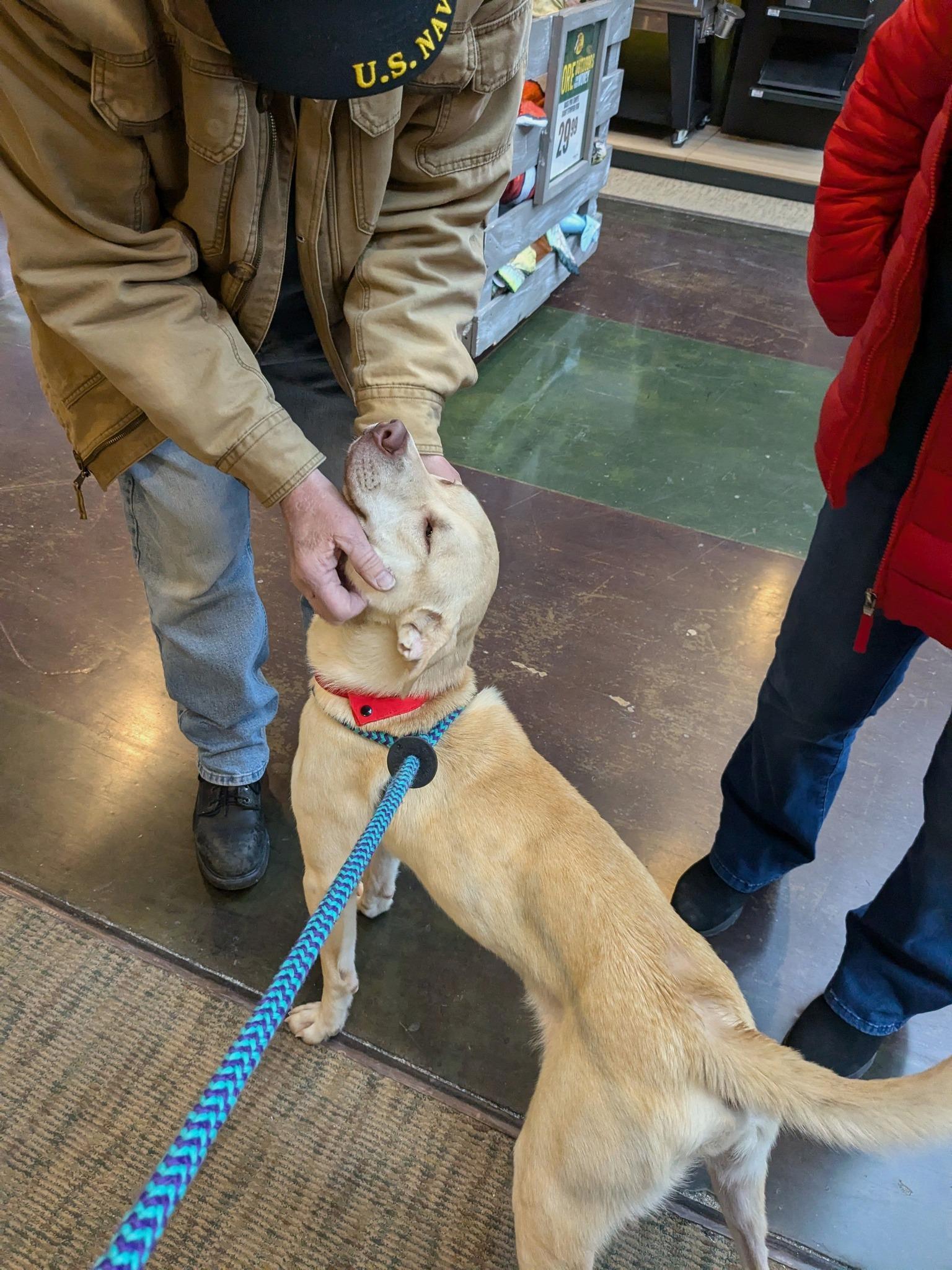 Blibkin, a Adoptable mixed breed in Oxford, MI image 5/6