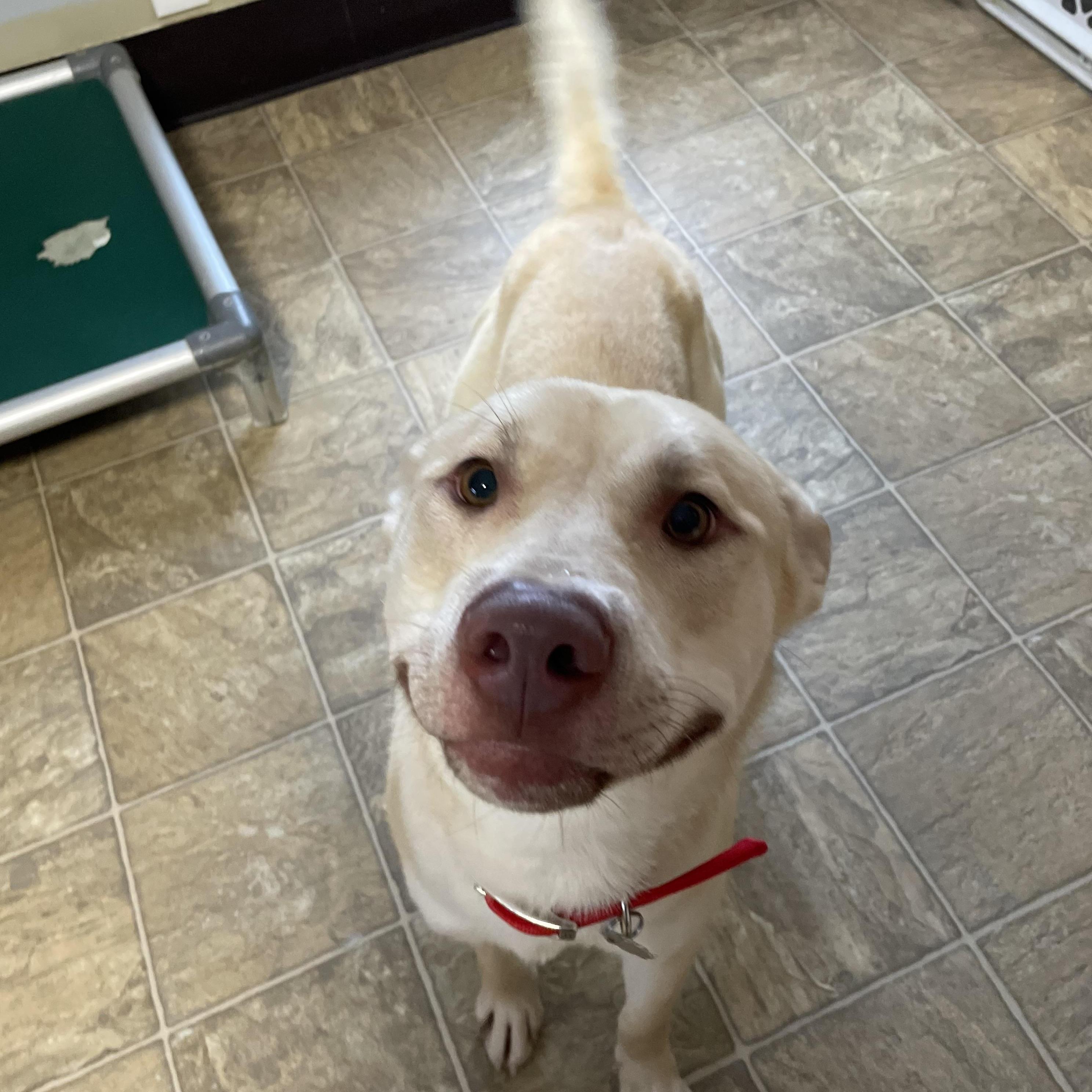 Blibkin, a Adoptable mixed breed in Oxford, MI image 2/6