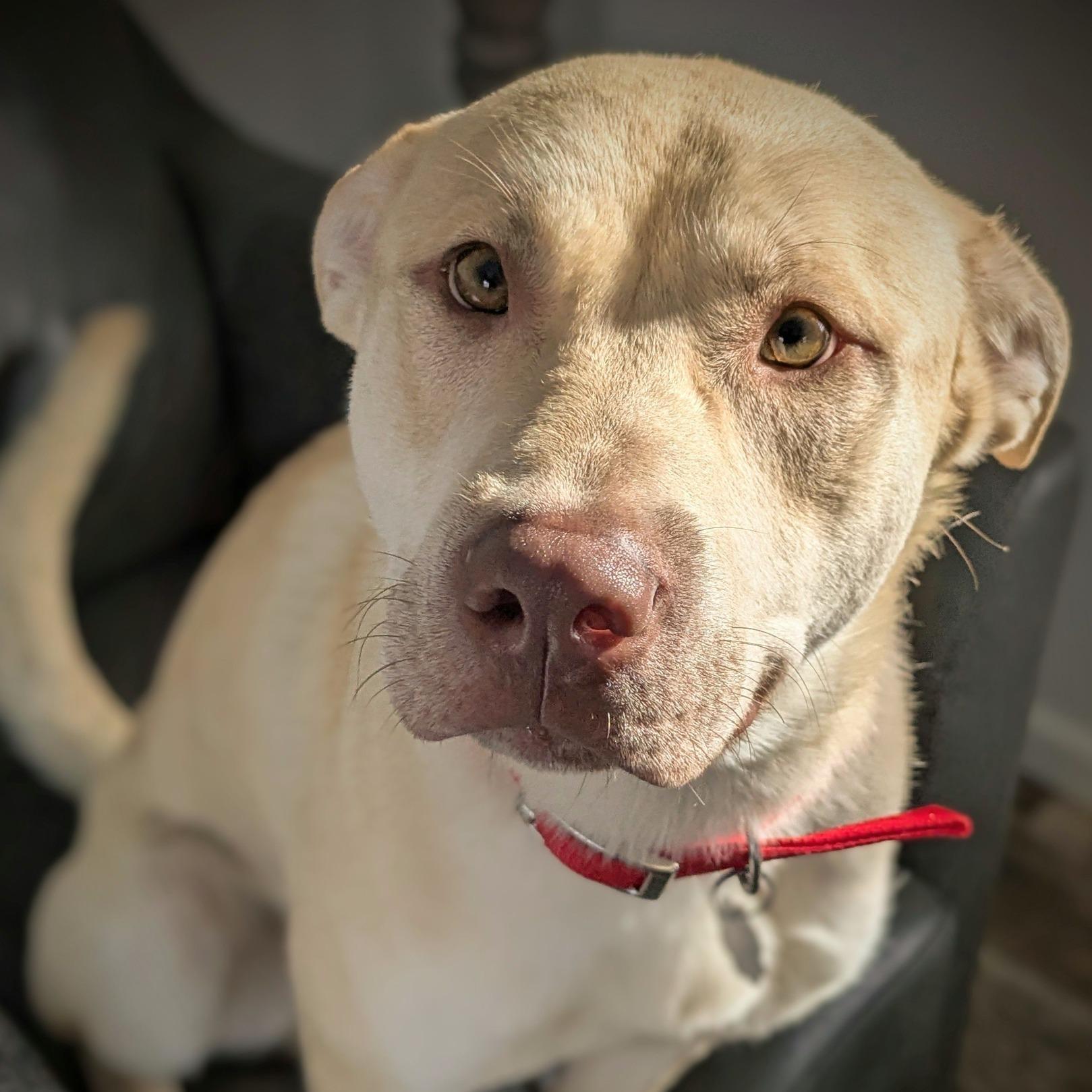Blibkin, Adoptable, Young Male Shepherd & Labrador Retriever.