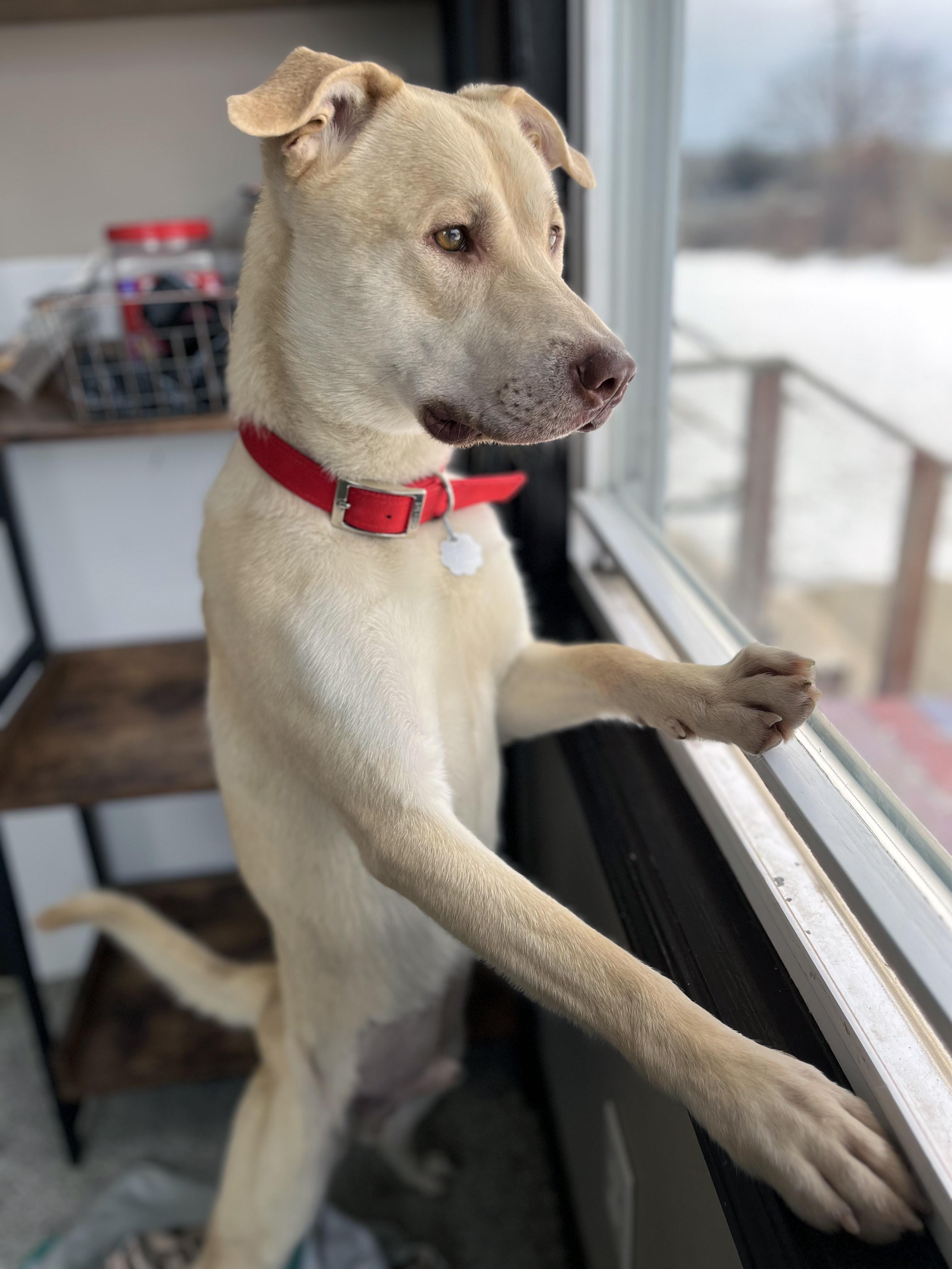 Blibkin, a Adoptable mixed breed in Oxford, MI image 6/6