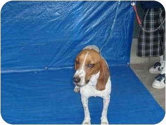 Tesha, a Adoptable Basset Hound in San Diego, CA image 1/3