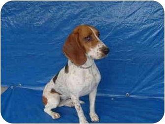 Tesha, a Adoptable Basset Hound in San Diego, CA image 2/3