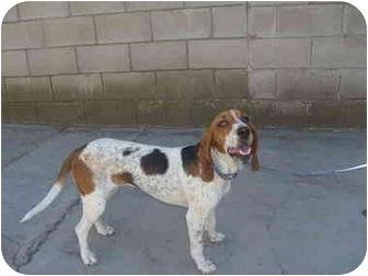 Tesha, a Adoptable Basset Hound in San Diego, CA image 3/3