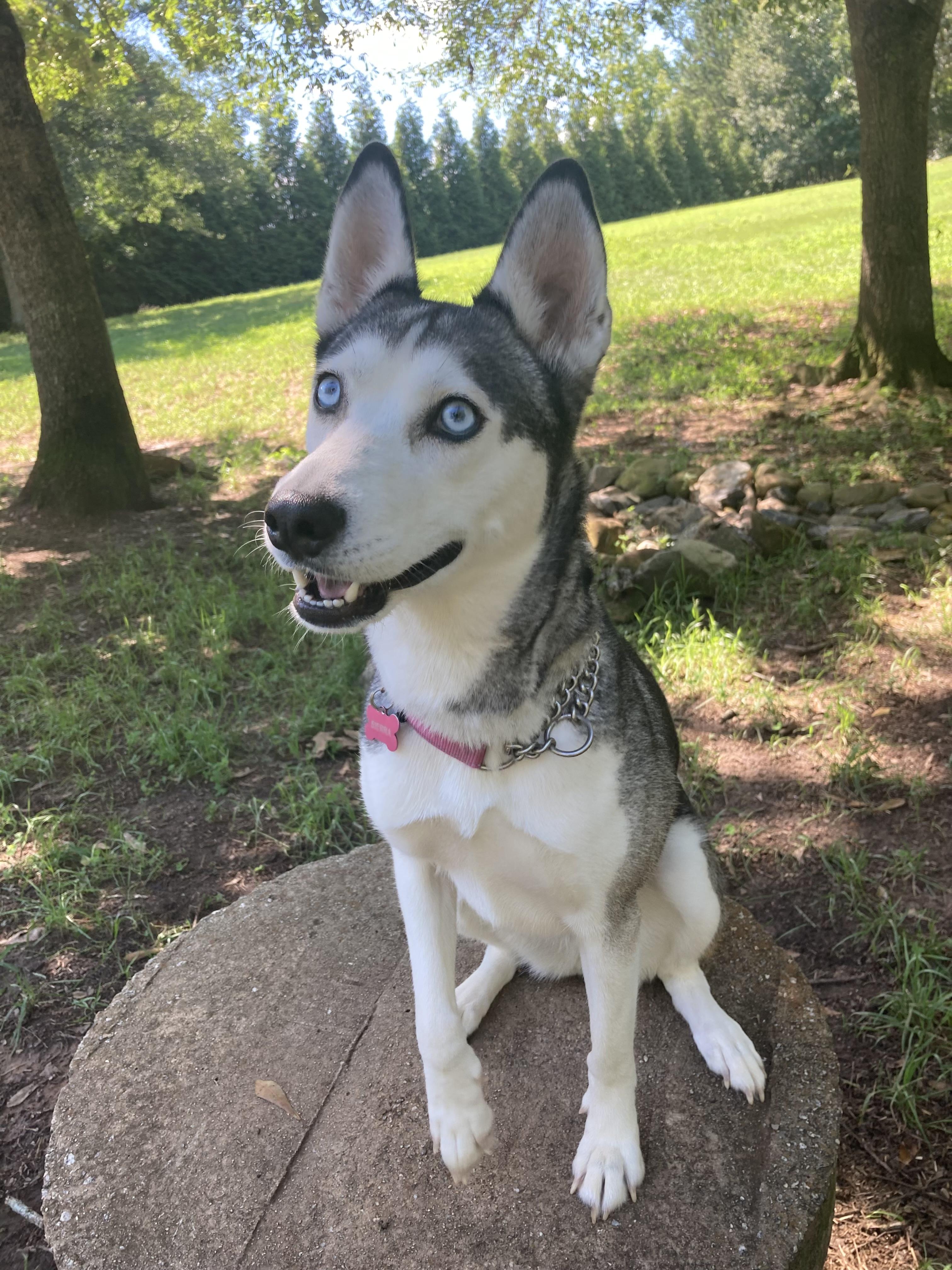 Sierra, a Adoptable Siberian Husky in Cumming, GA image 1/4