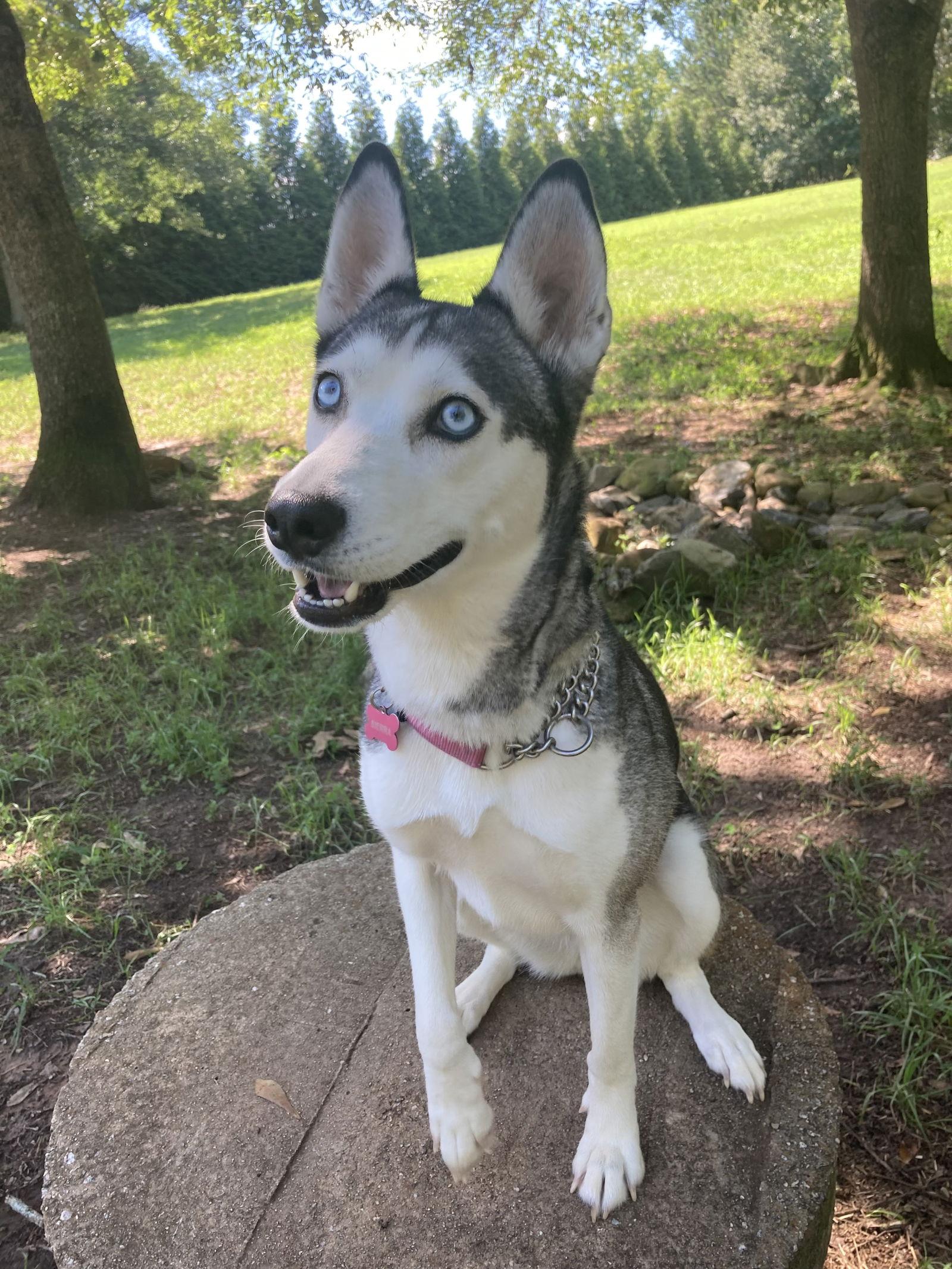 Enlarge Sierra, a Adoptable Siberian Husky in Cumming, GA image 1/3