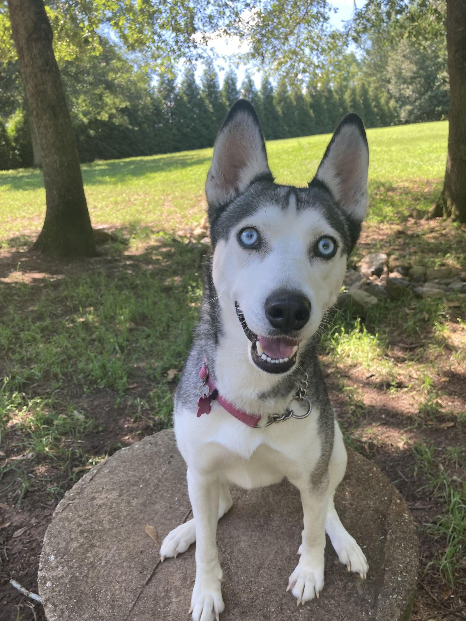 Enlarge Sierra, a Adoptable Siberian Husky in Cumming, GA image 2/3