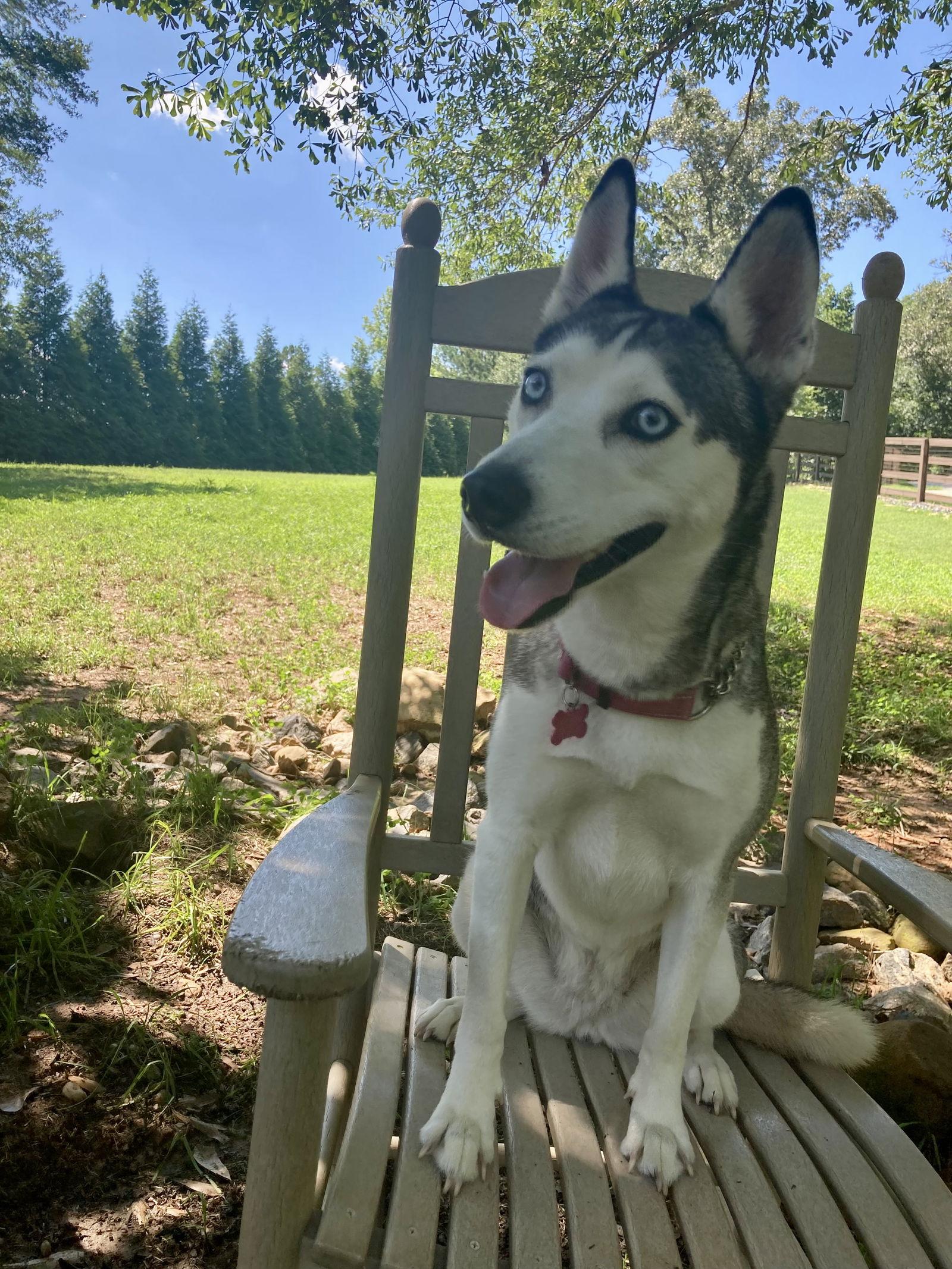 Enlarge Sierra, a Adoptable Siberian Husky in Cumming, GA image 3/3