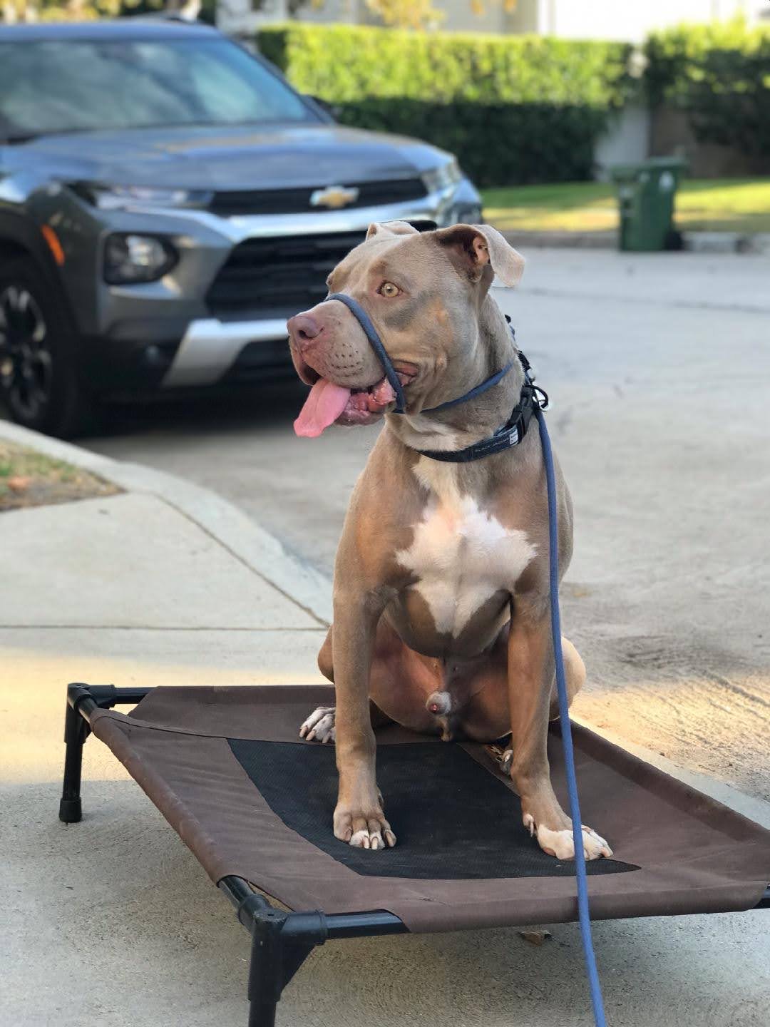 Enlarge Yoda, a Adoptable Pit Bull Terrier in Los Angeles , CA image 6/6